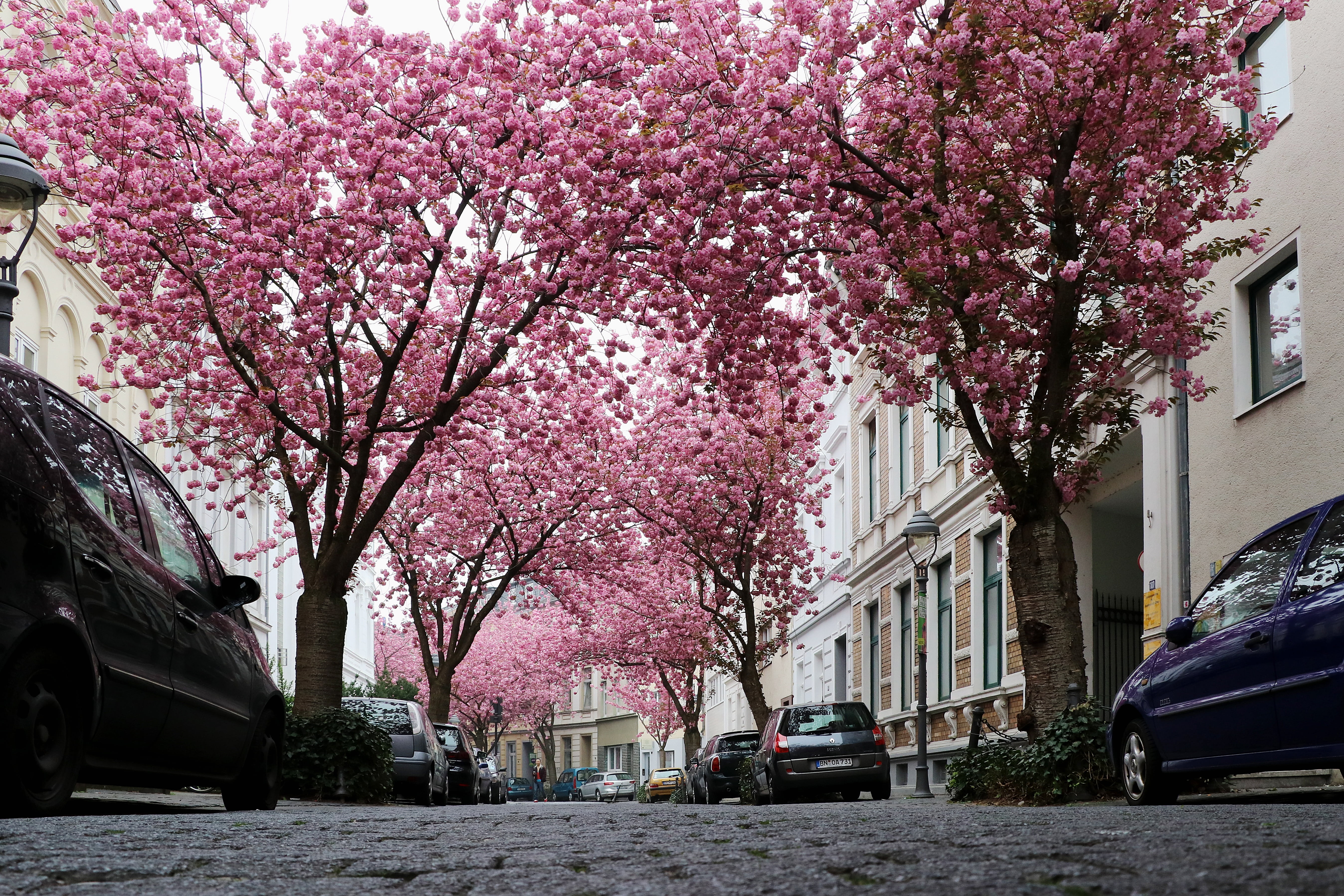 spring, old town, fragility, summer, building exterior, tree, built structure, flowering plant, heer road, road, city, growth, bonn, blossom, cherry, no people, HD Wallpaper