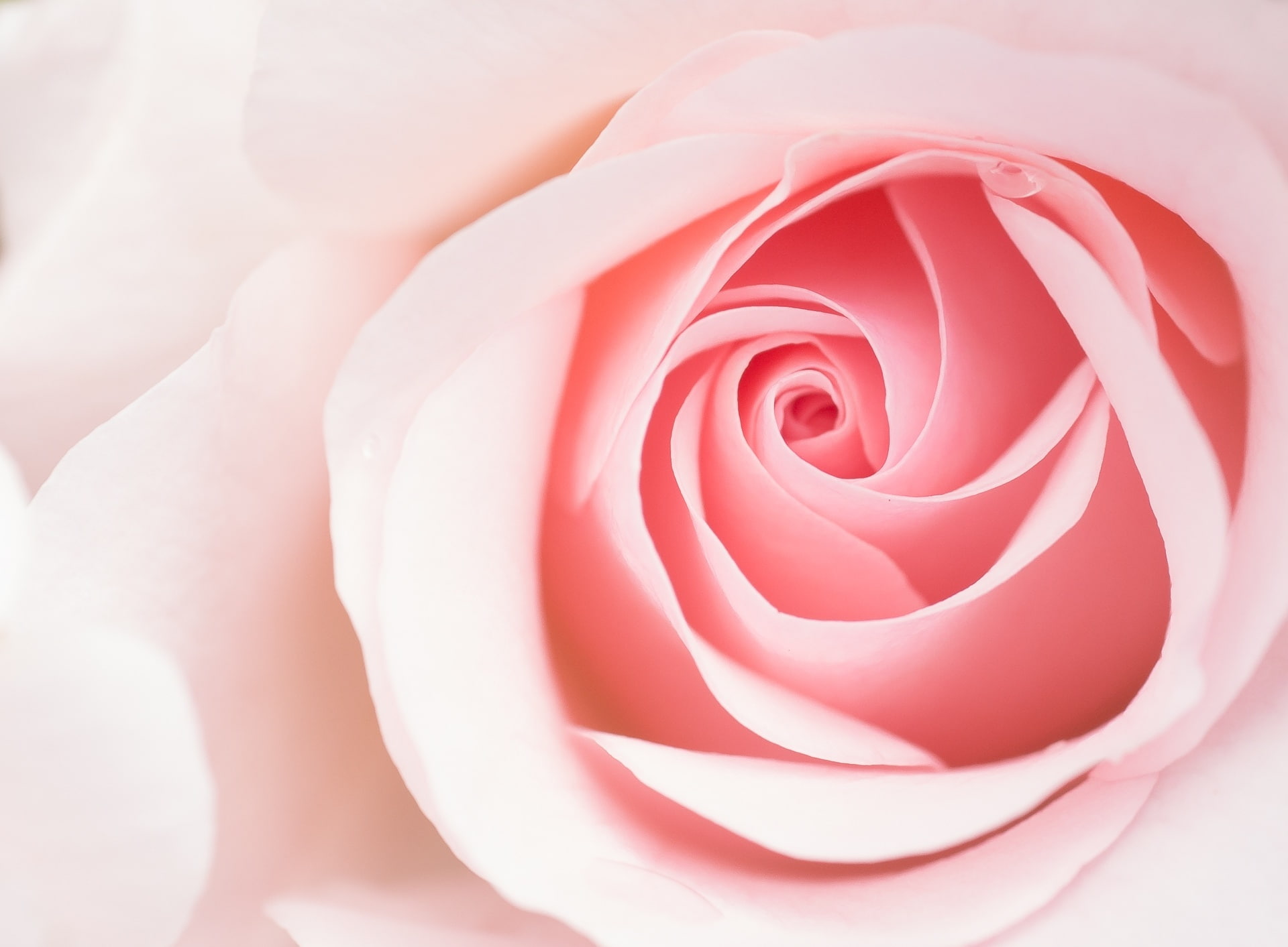 flower head, close-up, full frame, softness, no people, flowering plant, Ligh, Beautiful, vulnerability, nature, Aero, 1080P, Rose, growth, pink color, HD Wallpaper