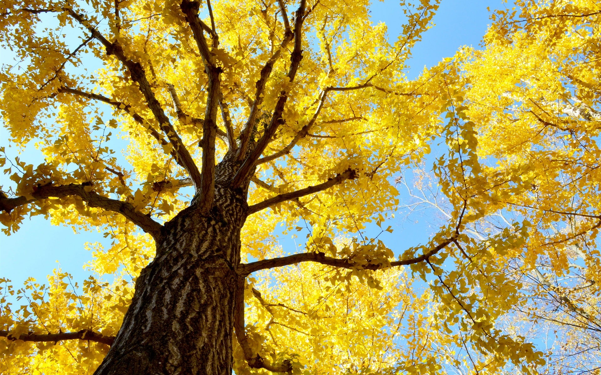 1080P, Autumn, Sky, Tree, trees, Trunk, Yellow, leaf, Leaves, HD Wallpaper