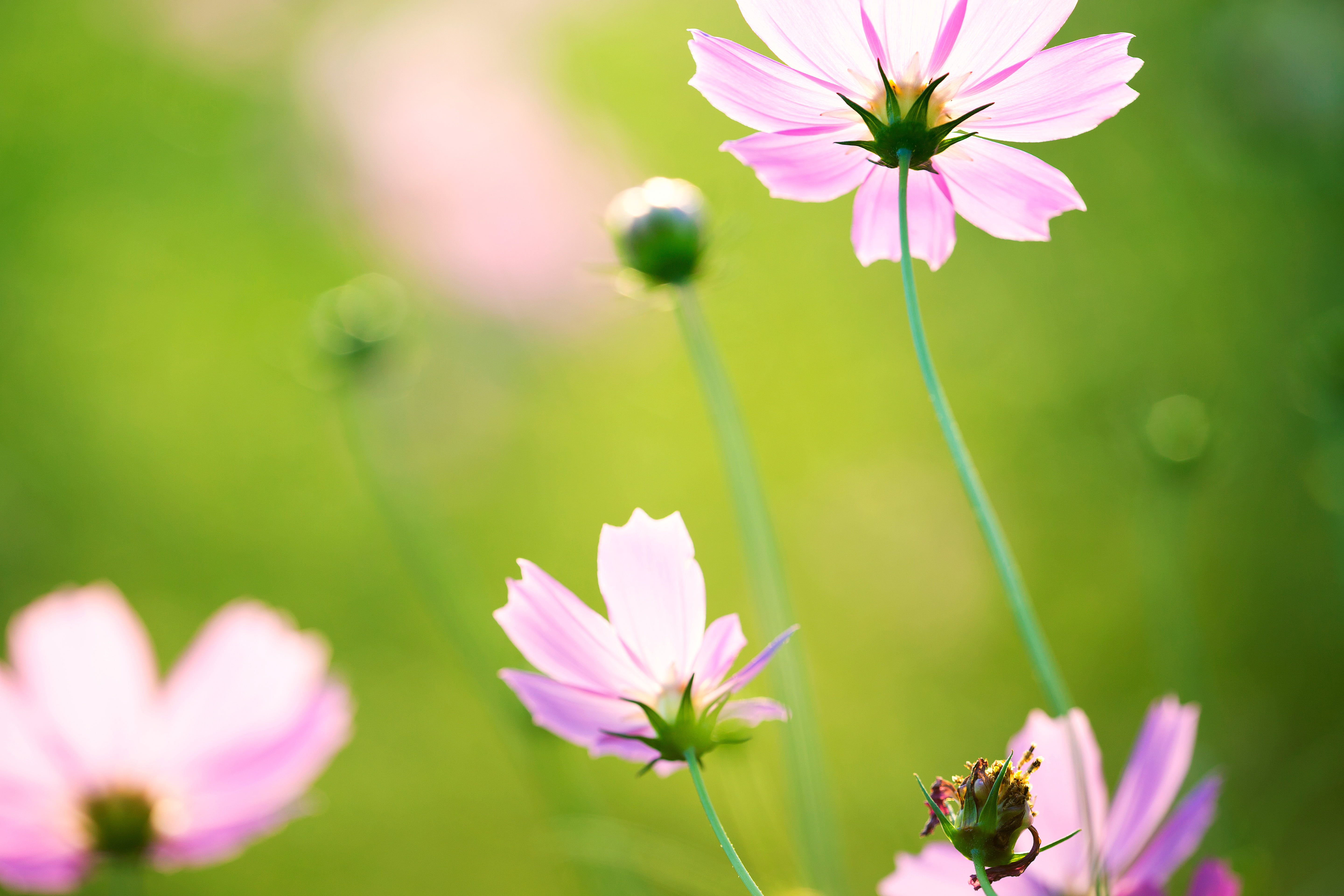 purple flower, 5K, Saitama  JAPAN, springtime, 日本, shallow, macro, plant, photography, summer, purple, flower, Dreamy, Cosmos, nature, outdoors, shi, shallow focus, HD Wallpaper