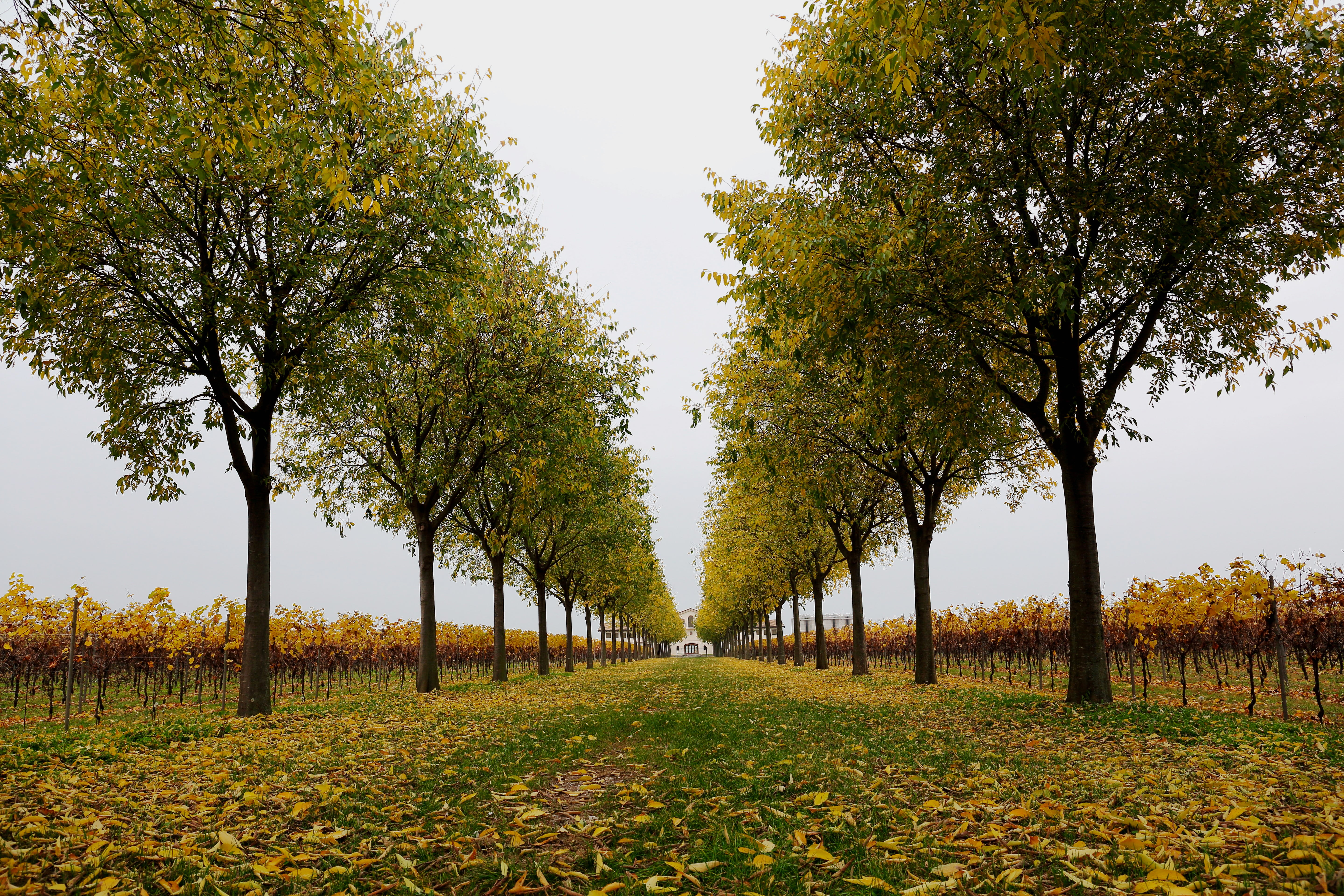 leaved, tree, trees, leaf, Pordenone, Foca, Friuli Venezia Giulia, green, nature, Canon 5D Mark III, yellow, photo, di, Italia, autumn, daytime, San, 5K, HD Wallpaper