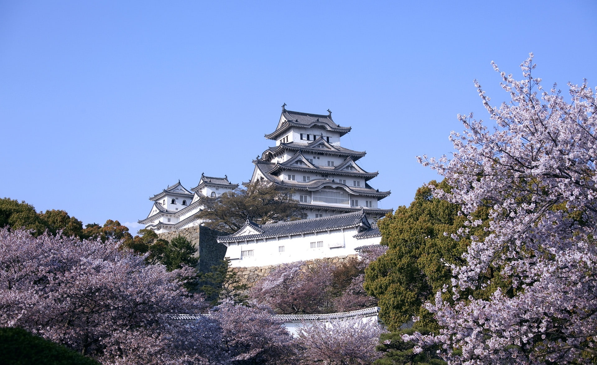 outdoors, Photography, Season, Japan, himeji, flowering plant, himeji castle, flower, white, place of worship, tree, day, Asia/Japan, clear sky, spirituality, HD Wallpaper