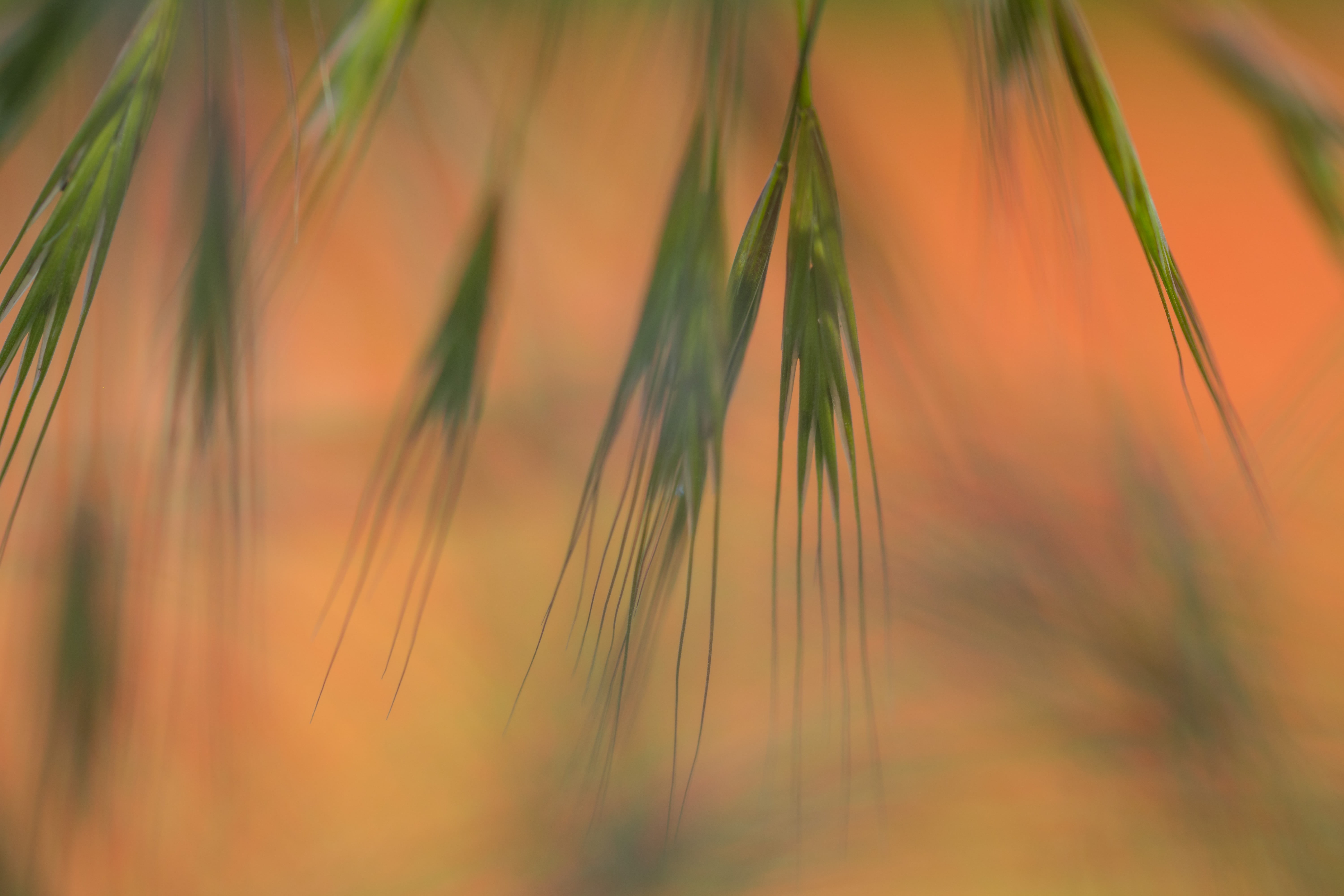 geo, leaf, plants, close, macro, Söderslätt, aperture, usm, geo:location, exif, photography, ƒ / 3, camera, green leaf, model, lens, mm, field, country, HD Wallpaper