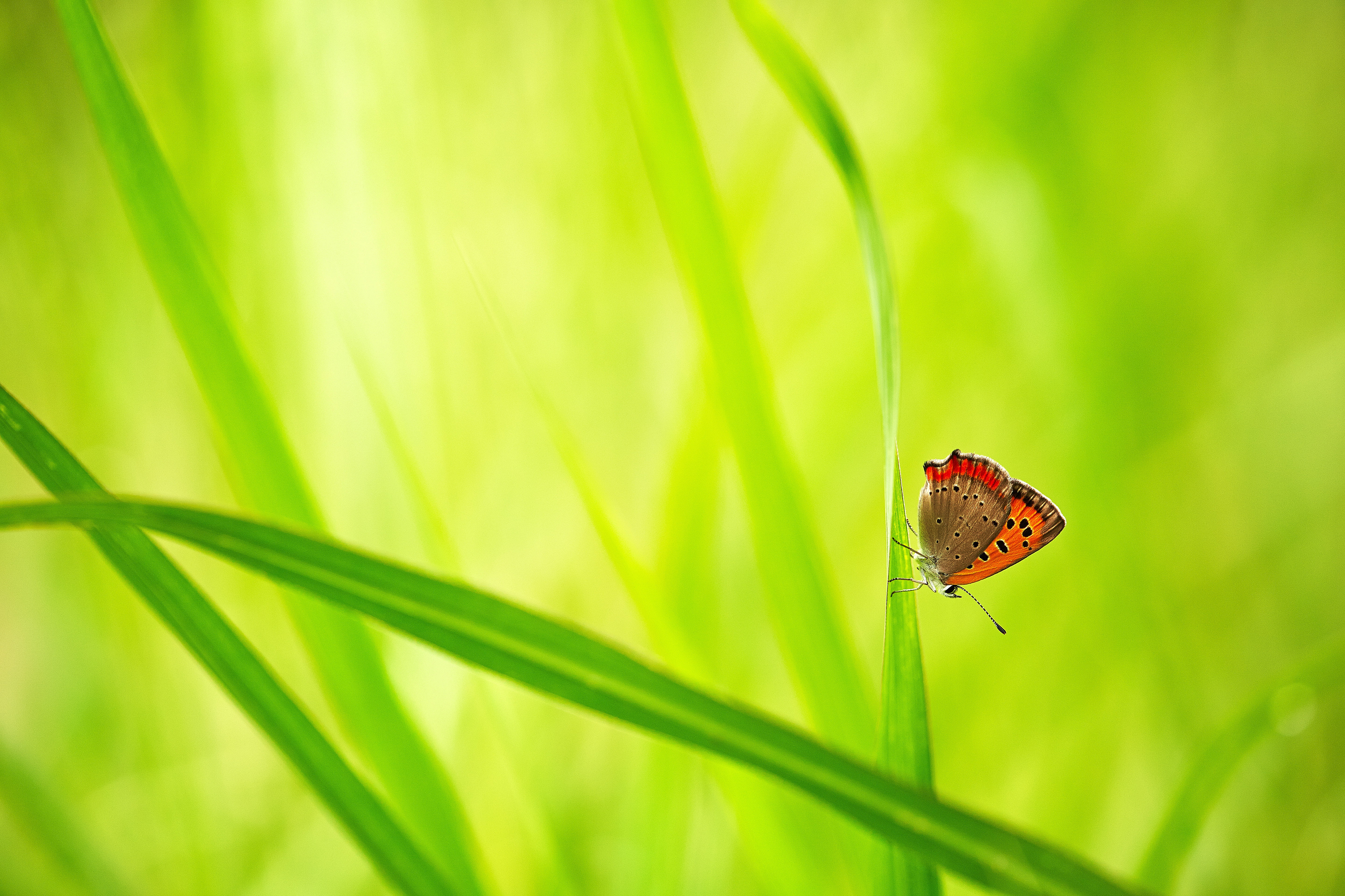 leaf, black butterfly, nature, Canon, selective, green Color, butterfly, photography, beauty In Nature, Traveler, 5K, insect, Saitama  JAPAN, green leaf, HD Wallpaper