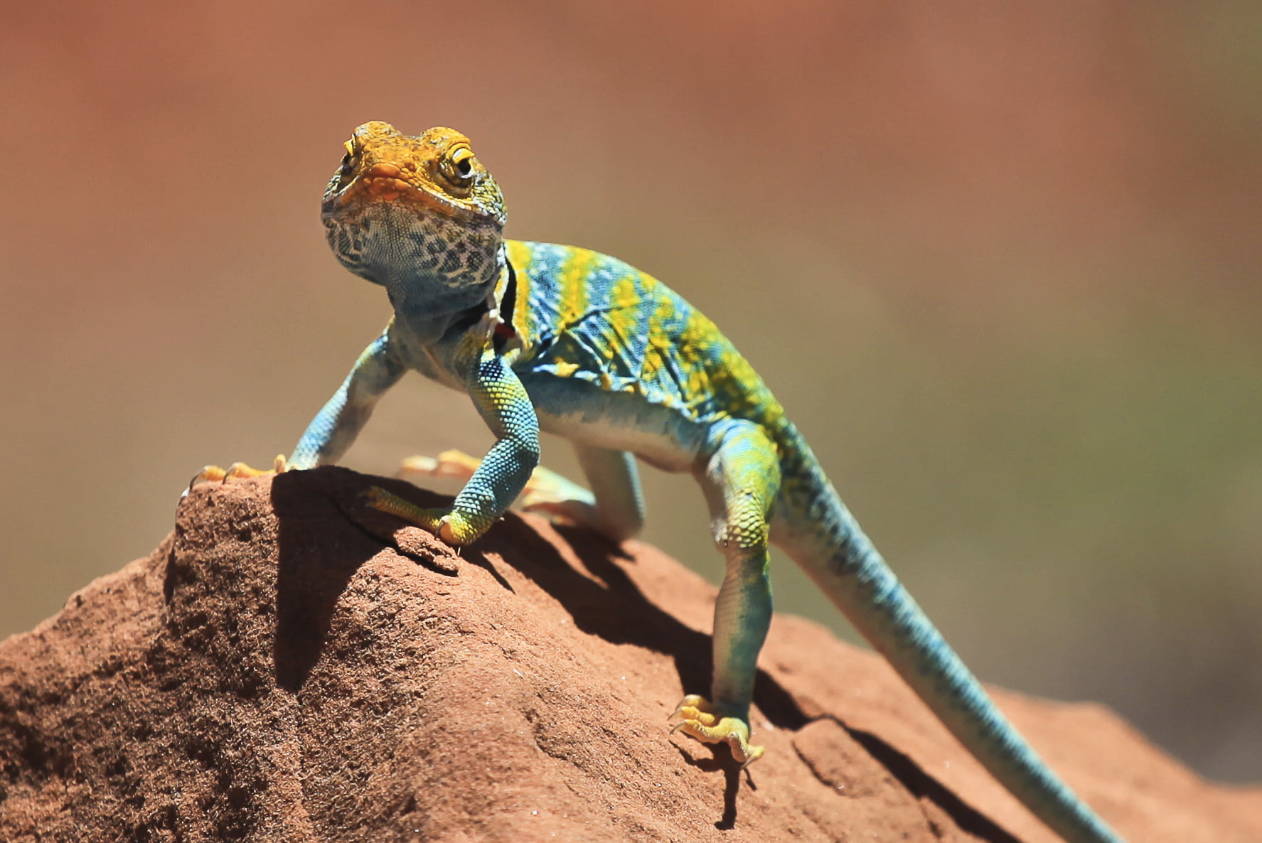 720P, stone, nature, colorado, Dominguez, NLCS, national, reptile, Escalante, animal, wildlife, lands, NCA, conservation area, brown, Lizard, blue, green, HD Wallpaper