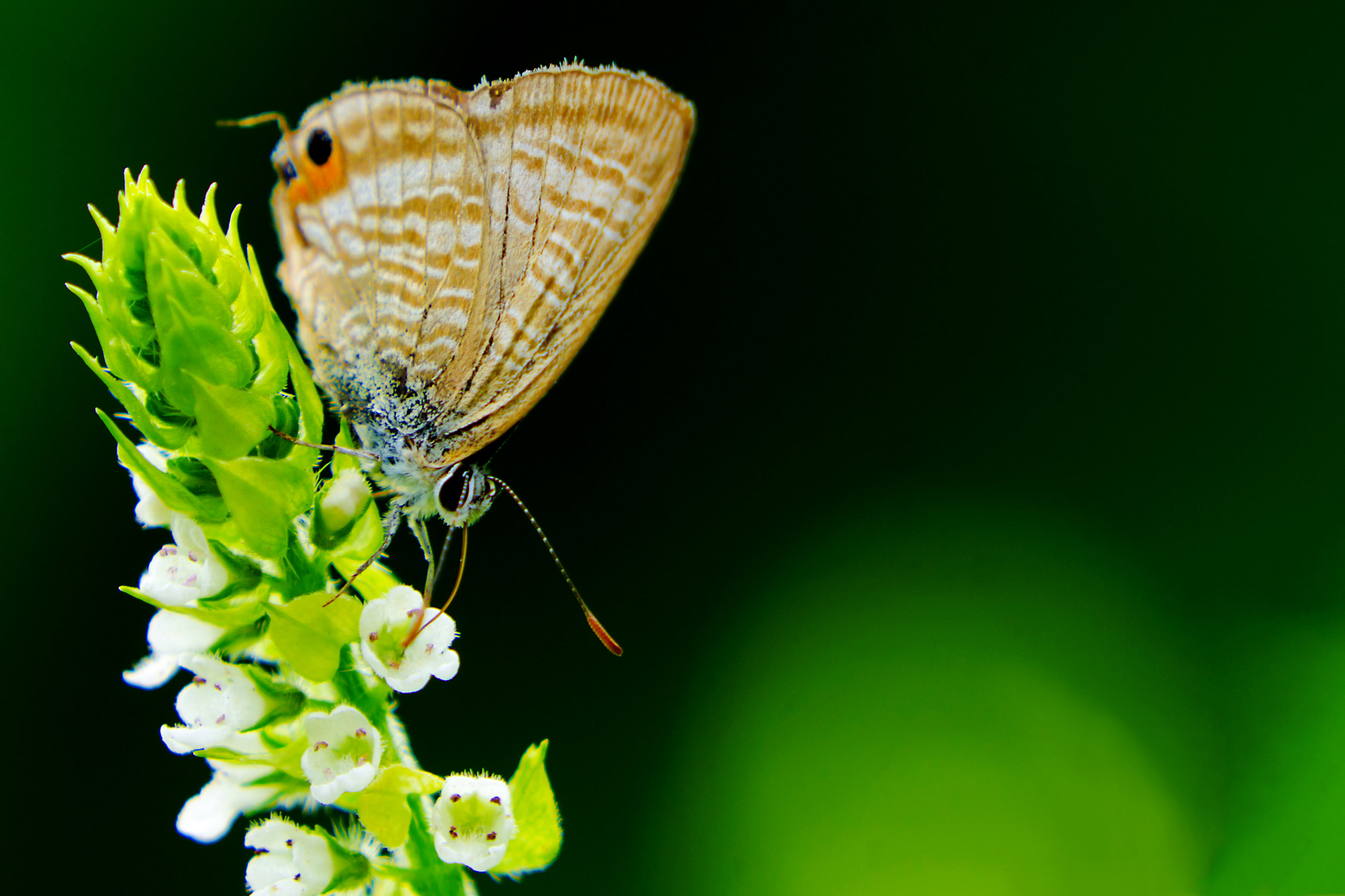 blue, summer, F/4, gray Hairstreak, long, Animal, closeup, Lycaenid, Insect, TAMRON, City, Long-tailed Blue, gray, Di, CLUB, Plant, animal Wing, green leaf, HD Wallpaper