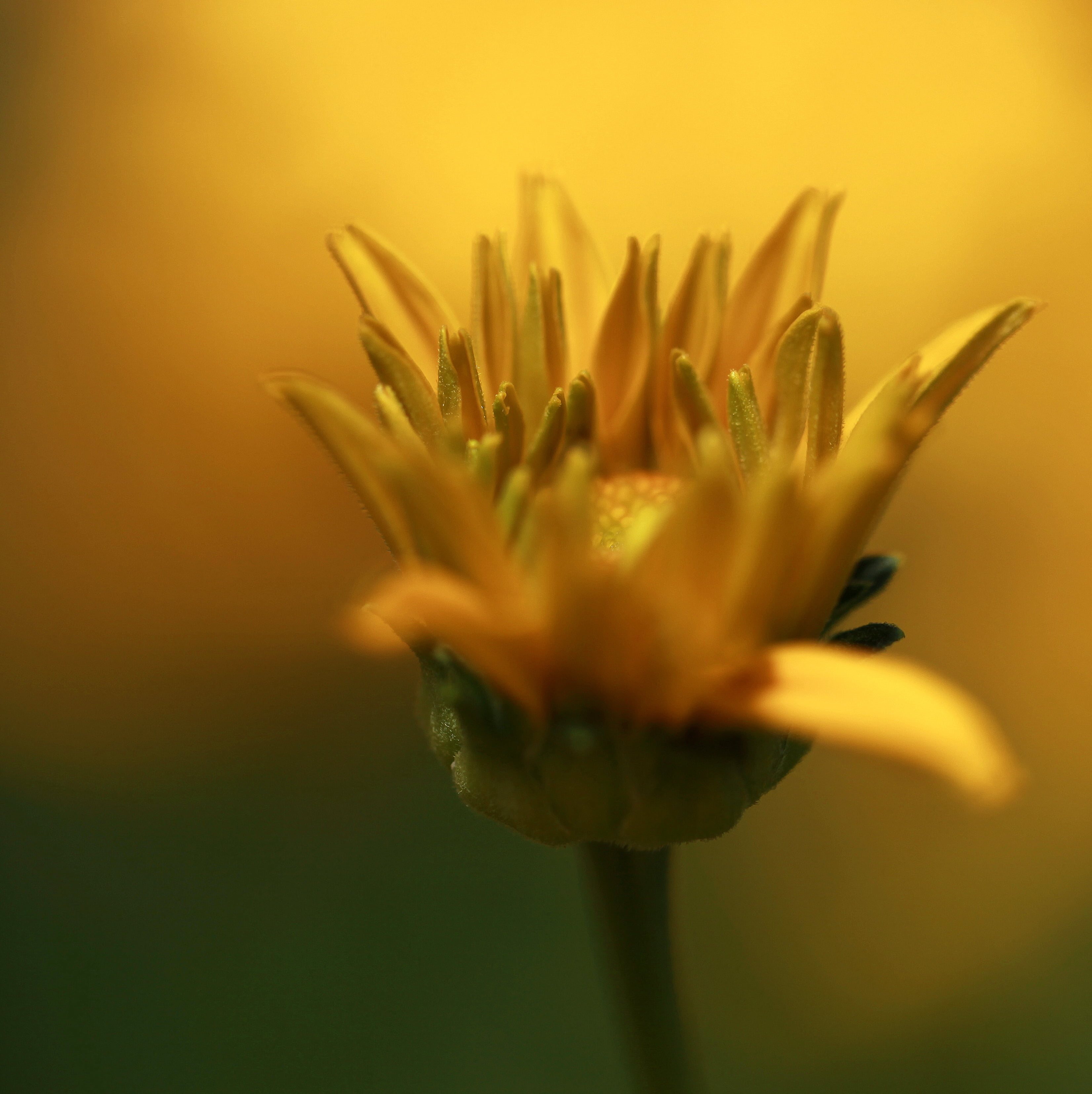 cut, light, plant, yellow, close-up, hennie, beauty In Nature, springtime, sunflower, sunflower family, asteraceae, bud, bright, gilt, pollen, halcyon days, Phone HD Wallpaper
