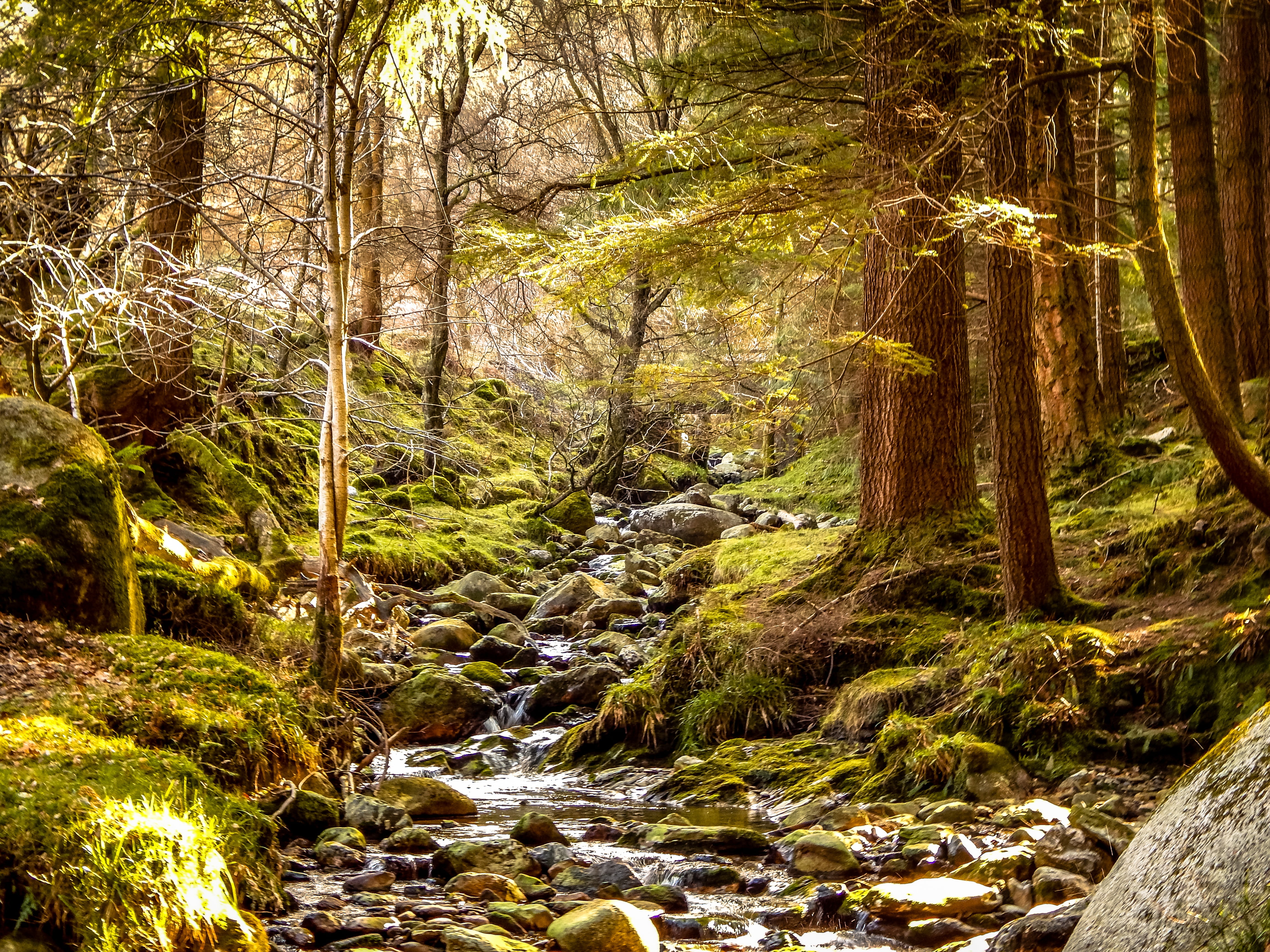 ireland, scenics - nature, summer, tree, tranquility, no people, growth, photo, day, nature, land, 4K, wicklow, green color, trees, plant, woodland, mountains, HD Wallpaper