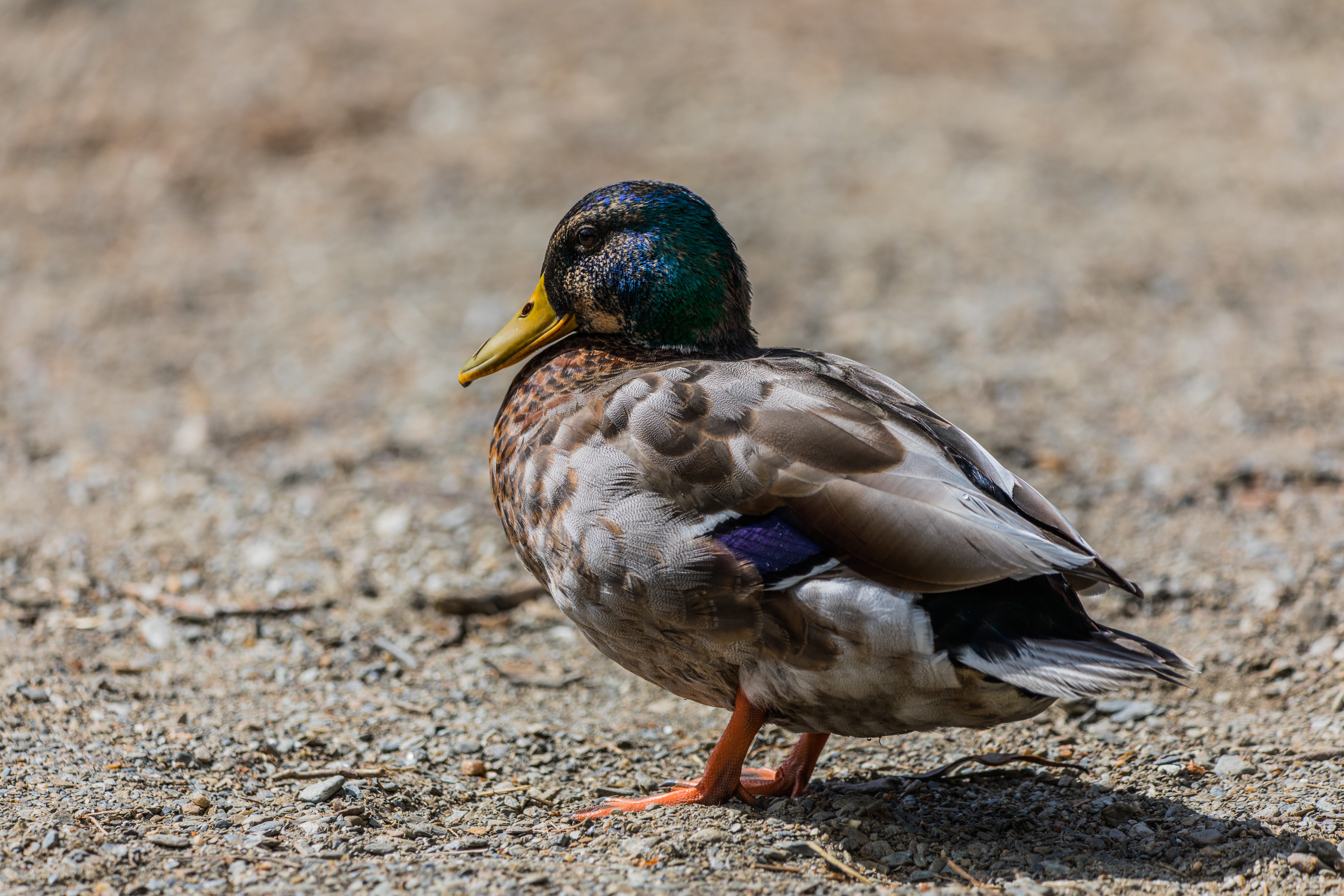 duck, one animal, mallard duck, 5K, outdoors, animals in the wild, no people, animal, glendalough, full length, land, focus on foreground, animal wildlife, HD Wallpaper