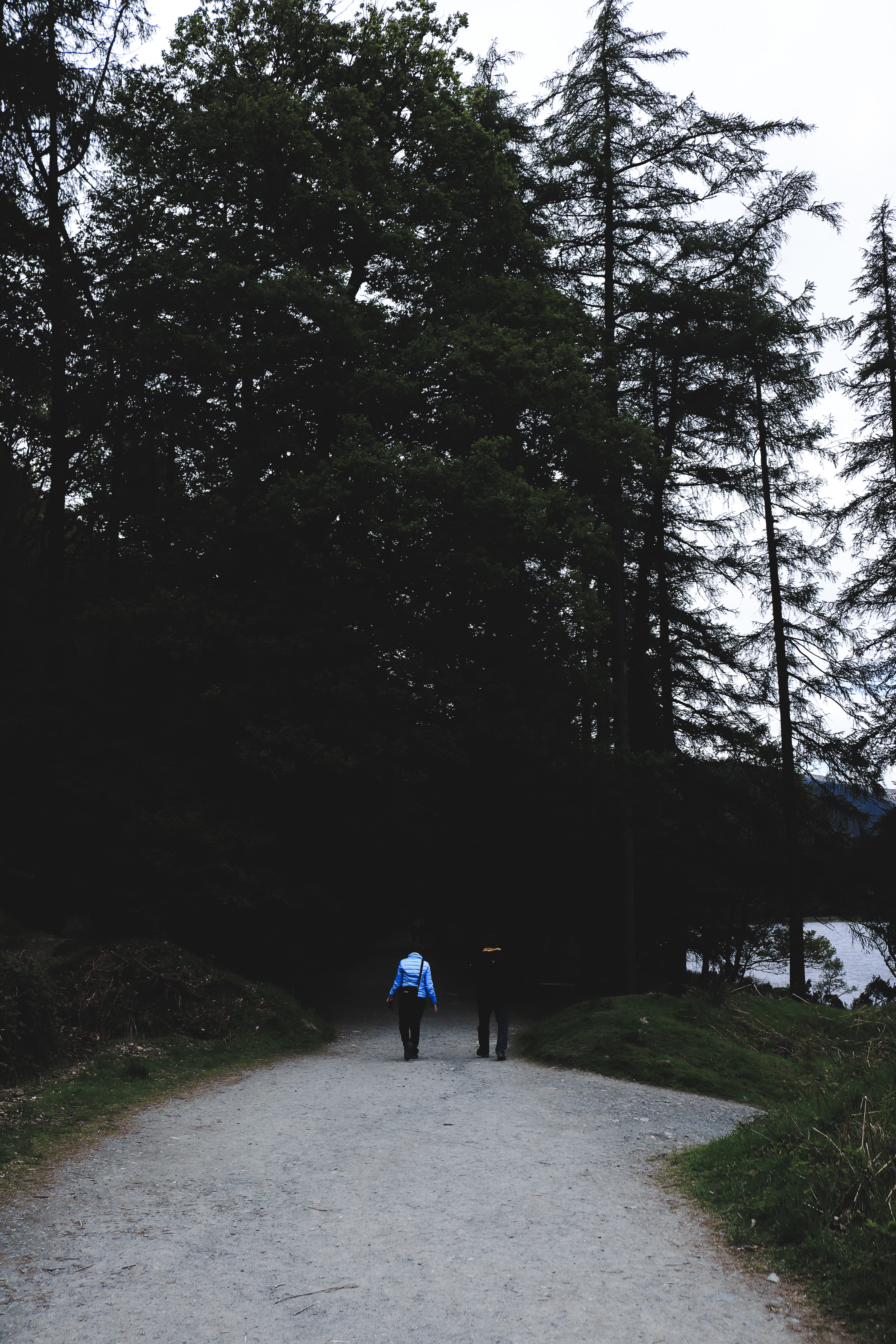 land, the way forward, road, outdoors, people, direction, ireland, explore, nature, create, leisure activity, lifestyles, dark, hiking, forest, mood, men, Phone HD Wallpaper