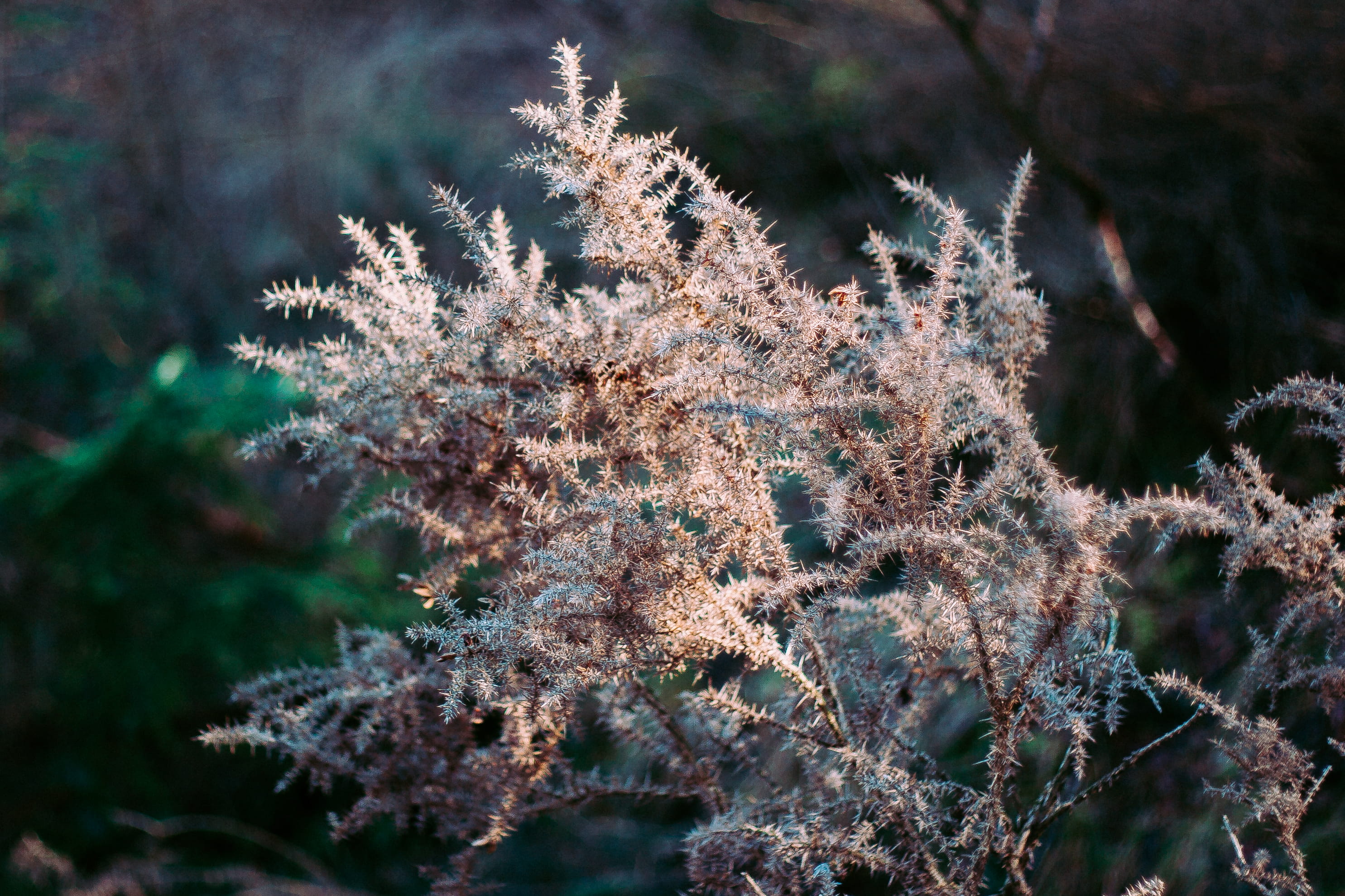 day, tree, tranquility, trees, walk, glendalough, lake, growth, forest, vulnerability, frost, fragility, outdoors, dublin, flower, selective focus, winter, HD Wallpaper