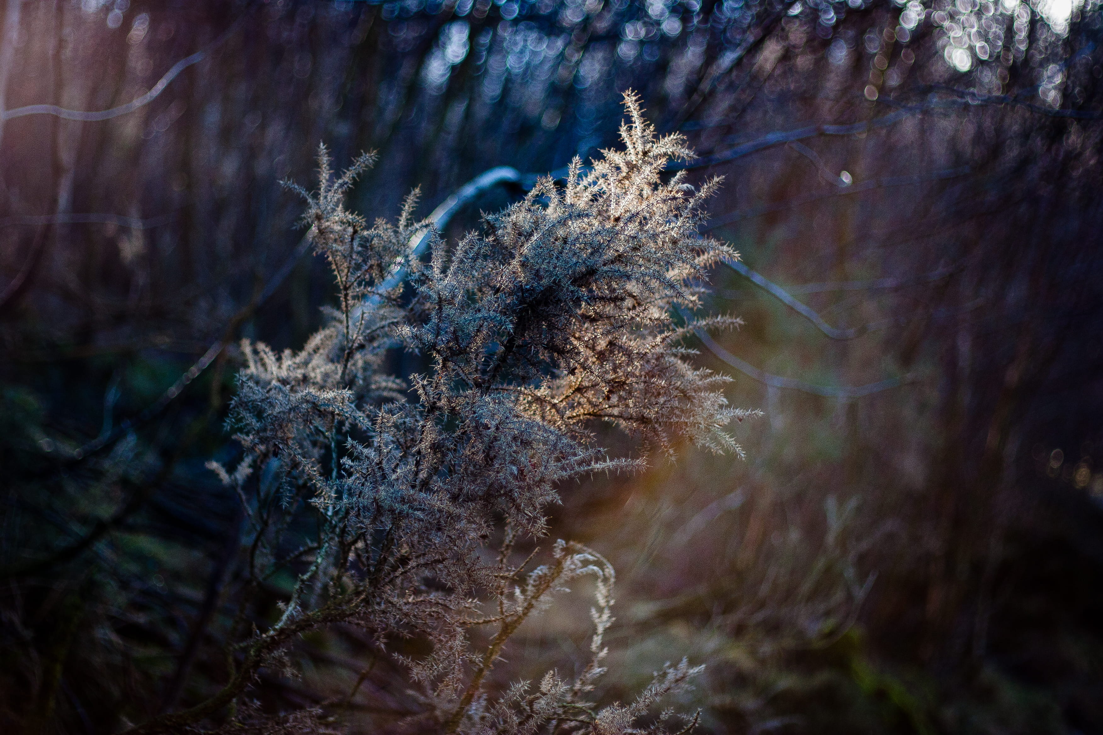 vulnerability, 2K, forest, outdoors, walk, dead plant, land, glendalough, dried, frost, winter, selective focus, sunshine, plant, fragility, close-up, HD Wallpaper