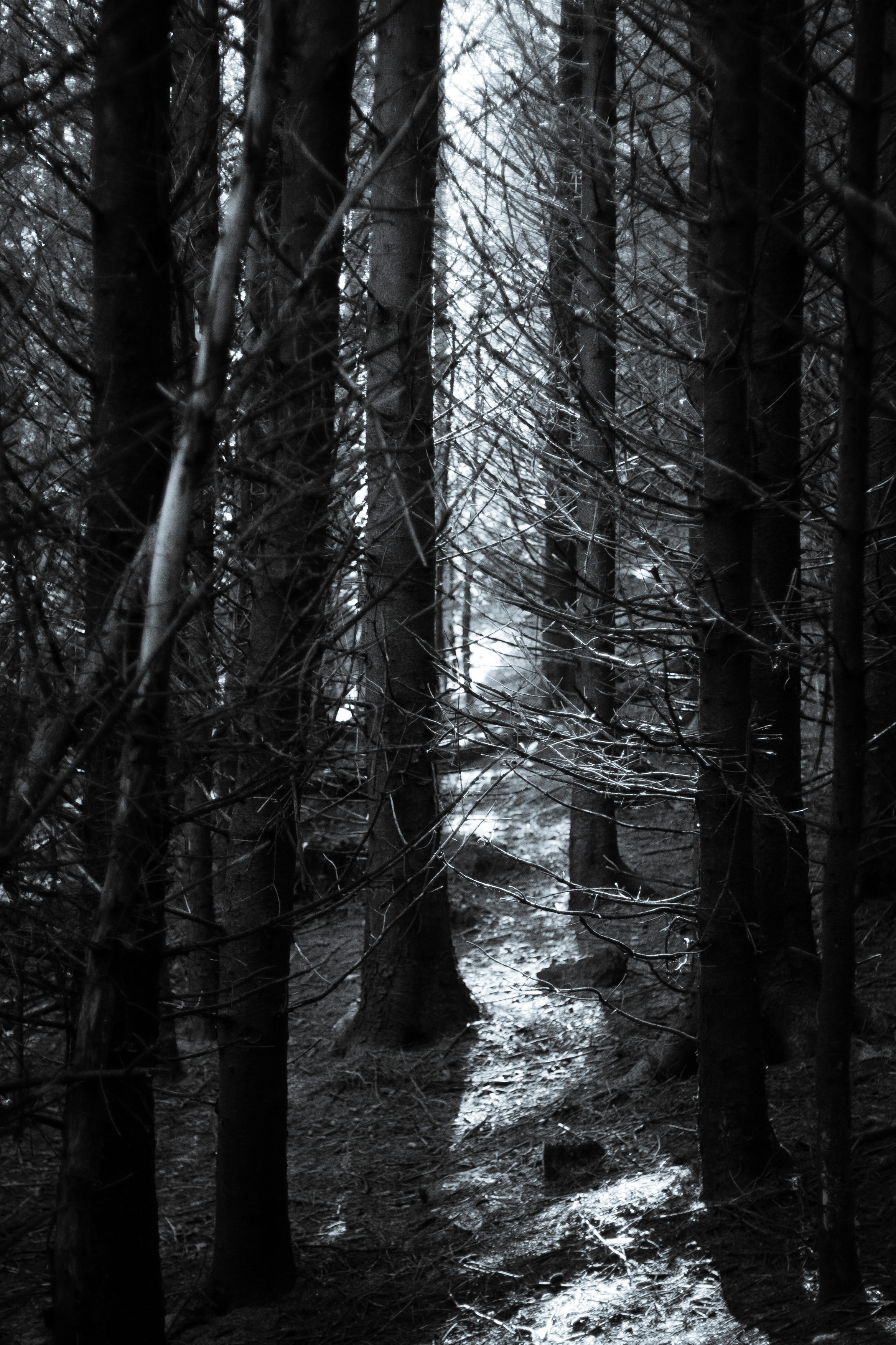land, branches, tranquility, outdoors, trees, trunk, 2K, wood, rays, winter, tree, ireland, beauty in nature, non-urban scene, architecture, woods, frost, Phone HD Wallpaper