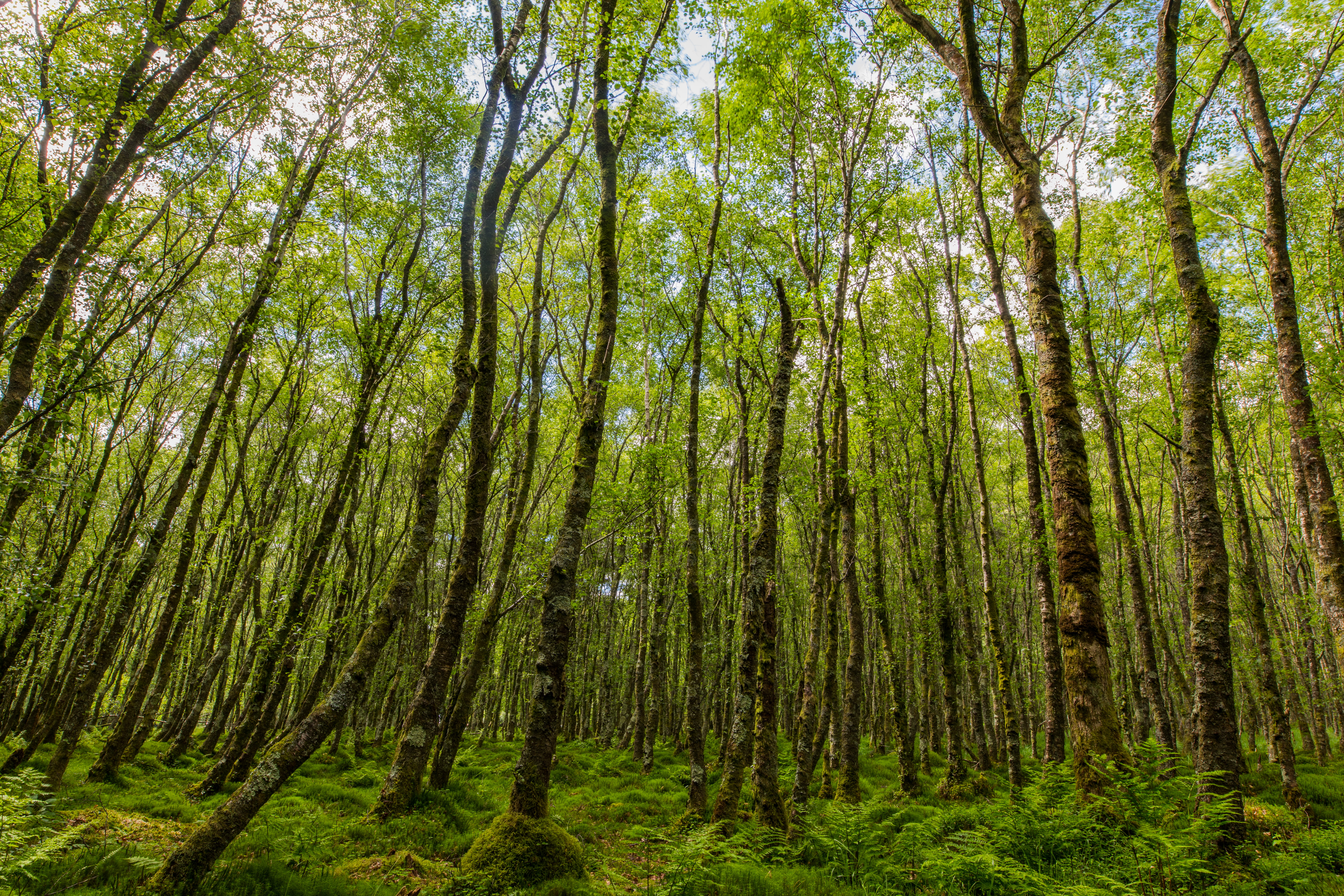 abundance, rainforest, land, 5K, plant, low angle view, green color, glendalough, growth, outdoors, tree, bamboo - plant, tranquility, trunk, forest, tall - high, HD Wallpaper