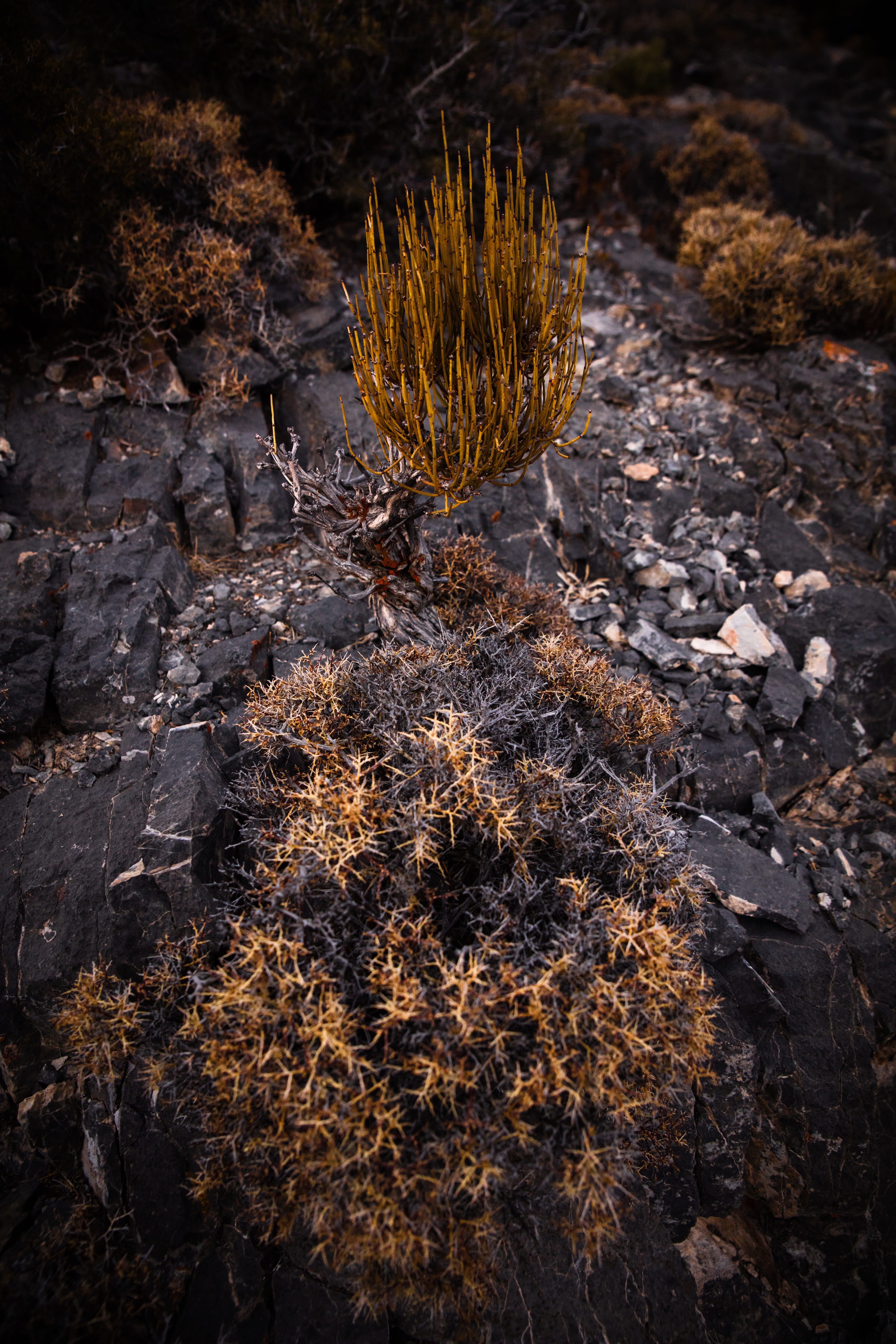 patrick hendry, plant, ephedra nevadensis, arid climate, print, solid, dry, united states, deserts, swasey mountain, no people, sunlight, canvas, shrub, Phone HD Wallpaper