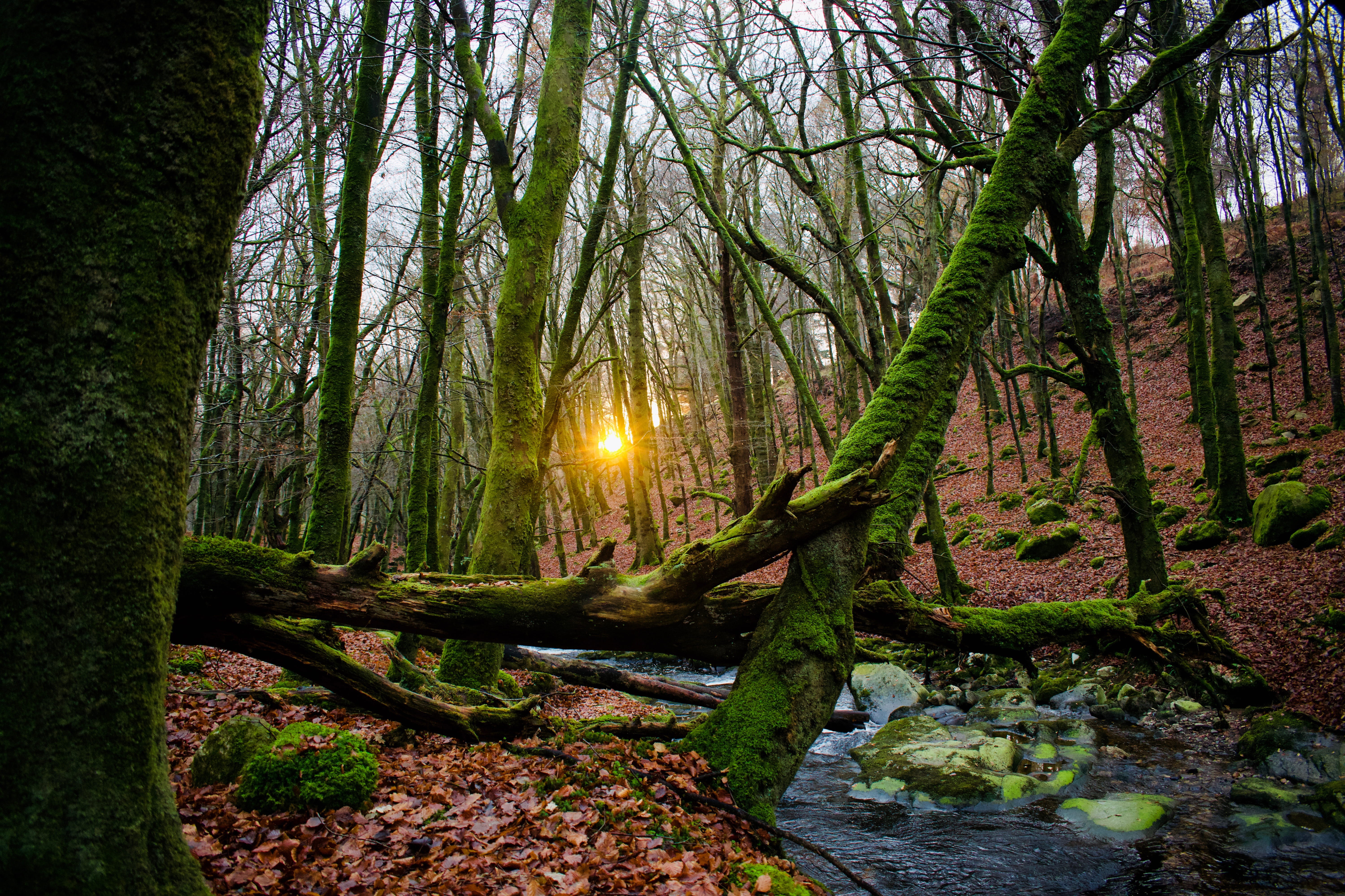 beauty in nature, sunset, woodland, leaves, plant, growth, day, sun, tranquility, water, ireland, woods, moss, tree trunk, scenics - nature, stream, lens flare, HD Wallpaper