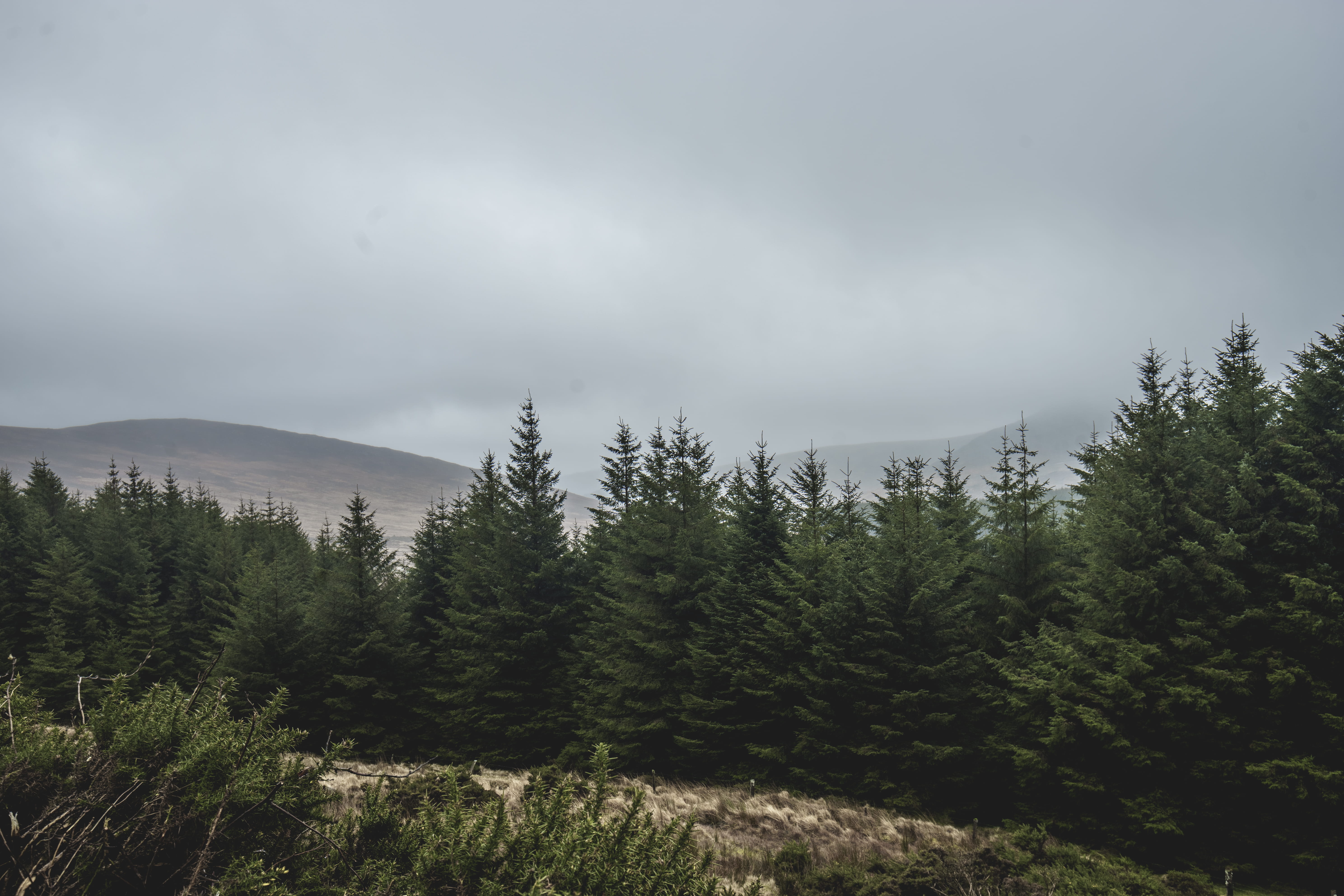 day, grey, overcast, ireland, plant, clouds, scenics - nature, growth, beauty in nature, tranquility, mountain, space, 5K, cloudy, green, pine woodland, HD Wallpaper