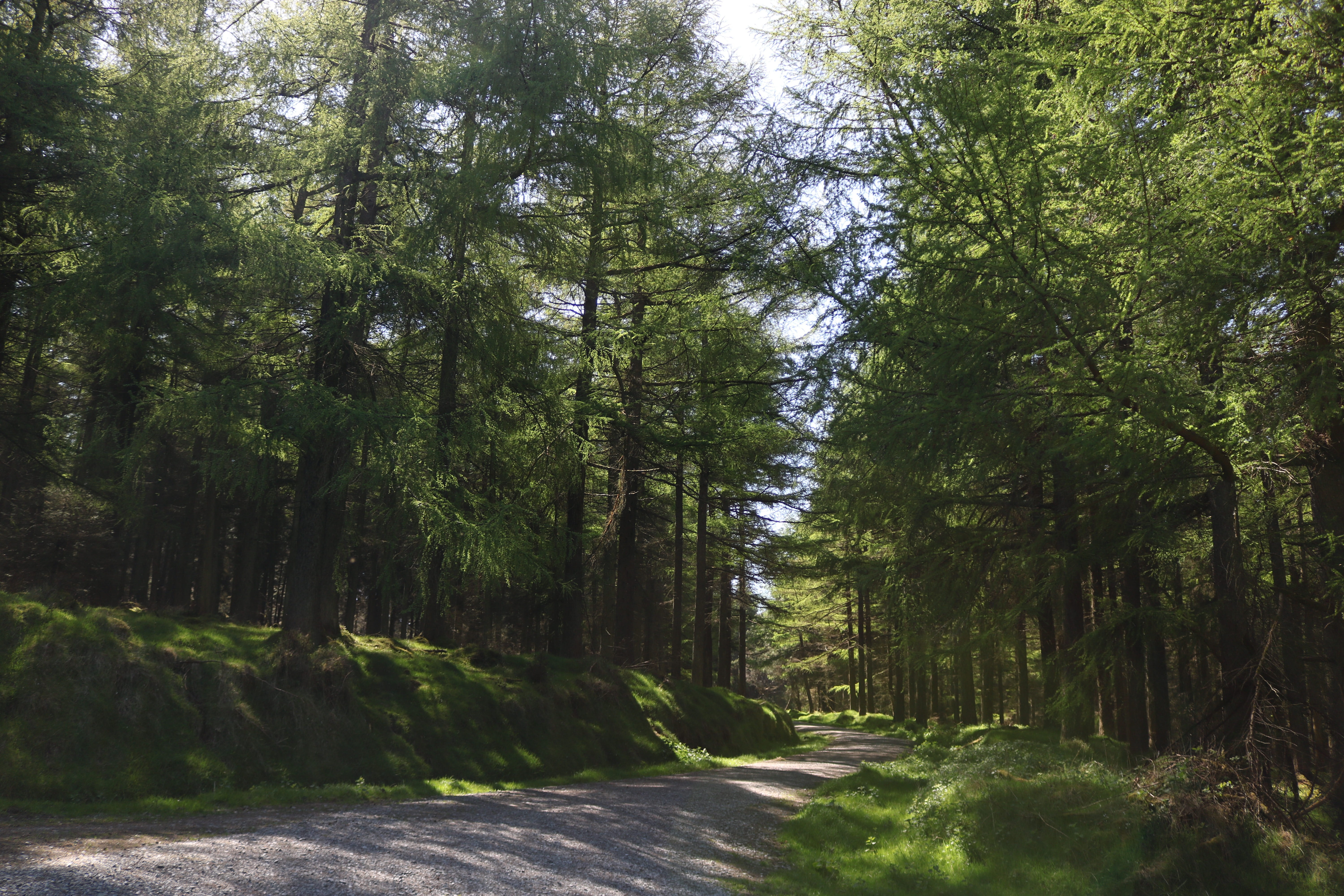 country, wood, grass, long, culture, valley, diminishing perspective, forest, land, irish, road, tranquil scene, countryside, county, trunk, plant, old, HD Wallpaper