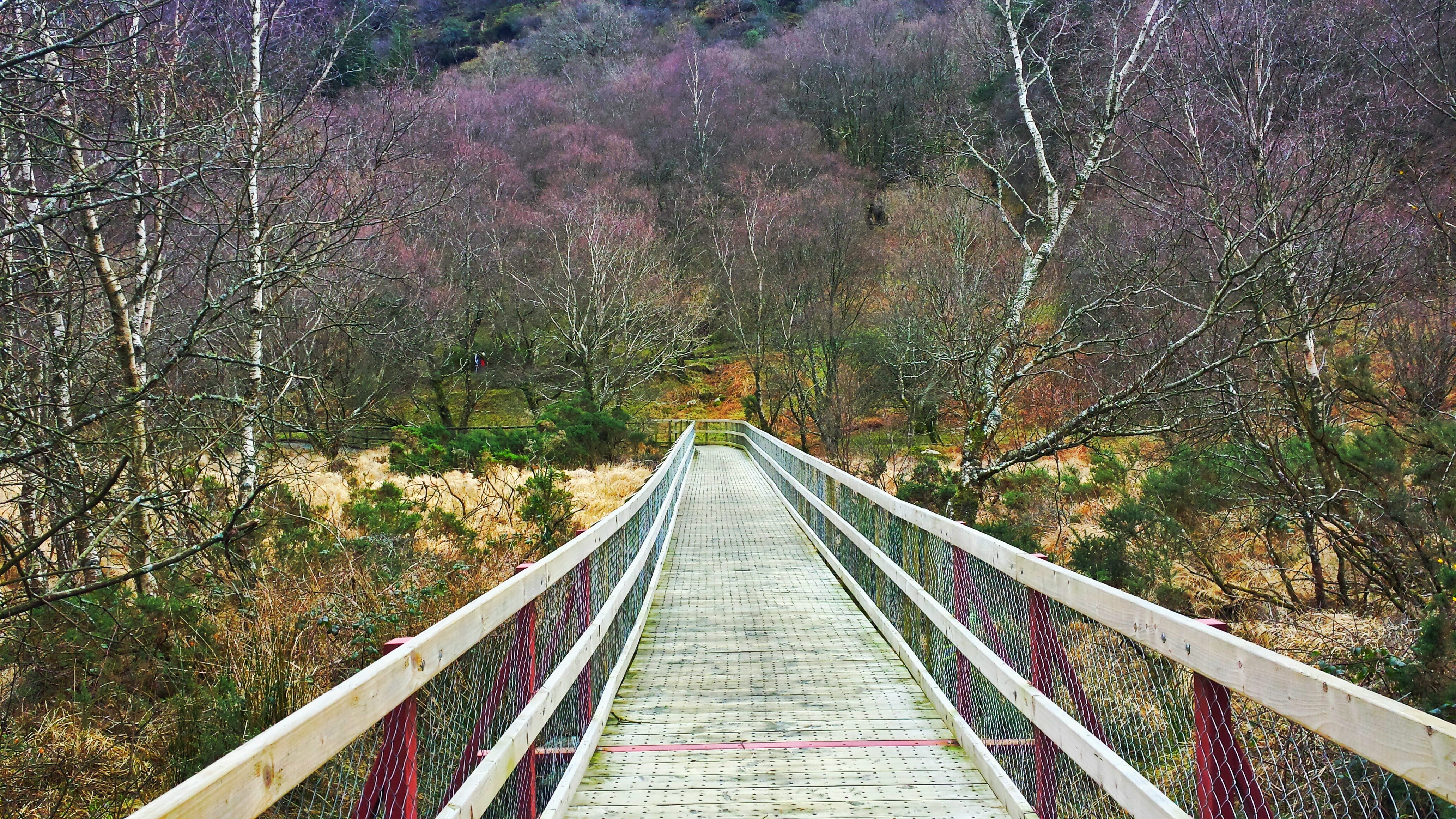 yellow, trip, tourist destination, Path, travel, woods, railing, direction, day, beauty, ride, mountain, Europe, environment, built structure, Wicklow, HD Wallpaper