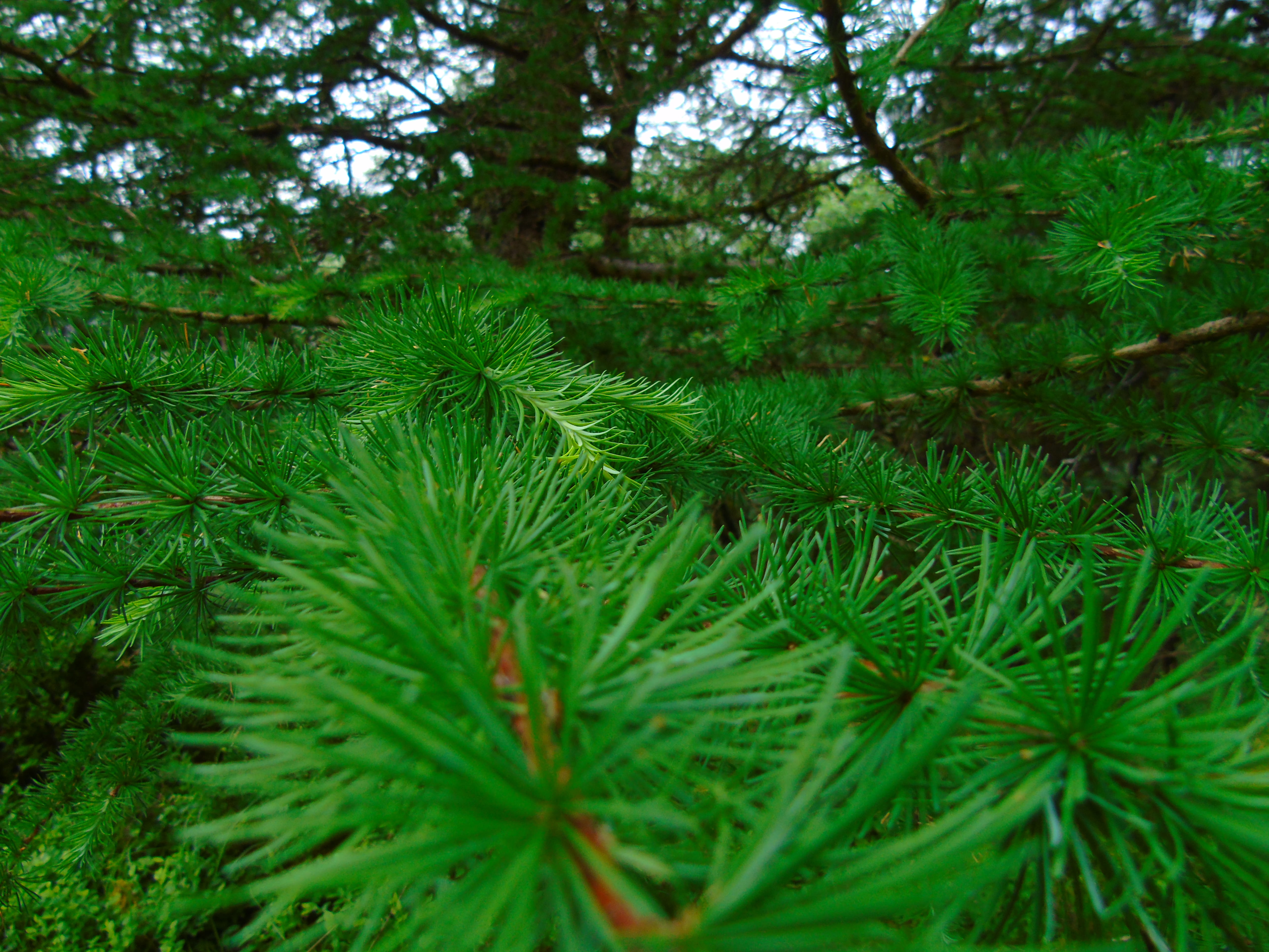 woodland, close-up, leaf, selective focus, pine tree, nature, outdoors, land, coniferous tree, pine woodland, tree, green color, foliage, 5K, growth, no people, HD Wallpaper