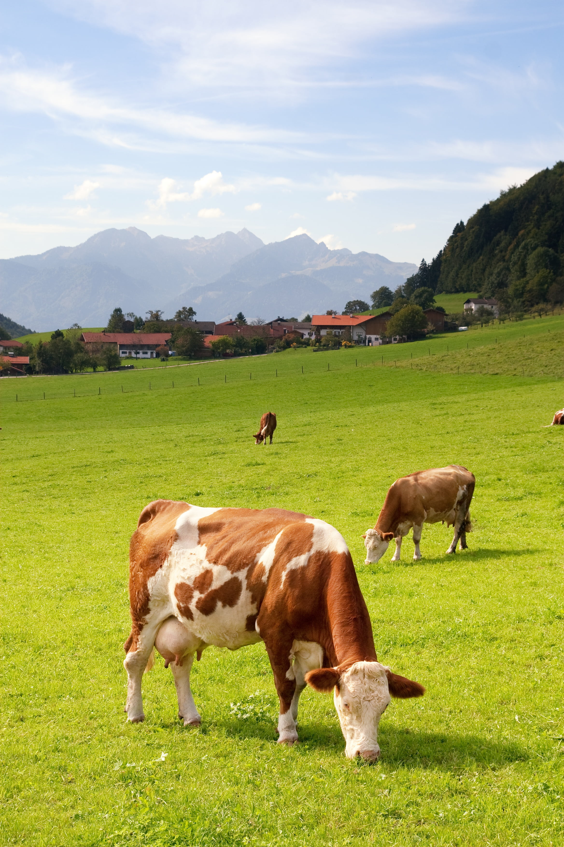 cows, group of animals, plant, grasses, environment, 2K, green color, meadow, landscape, sky, agriculture, summer, field, mammal, animal themes, brown, Phone HD Wallpaper