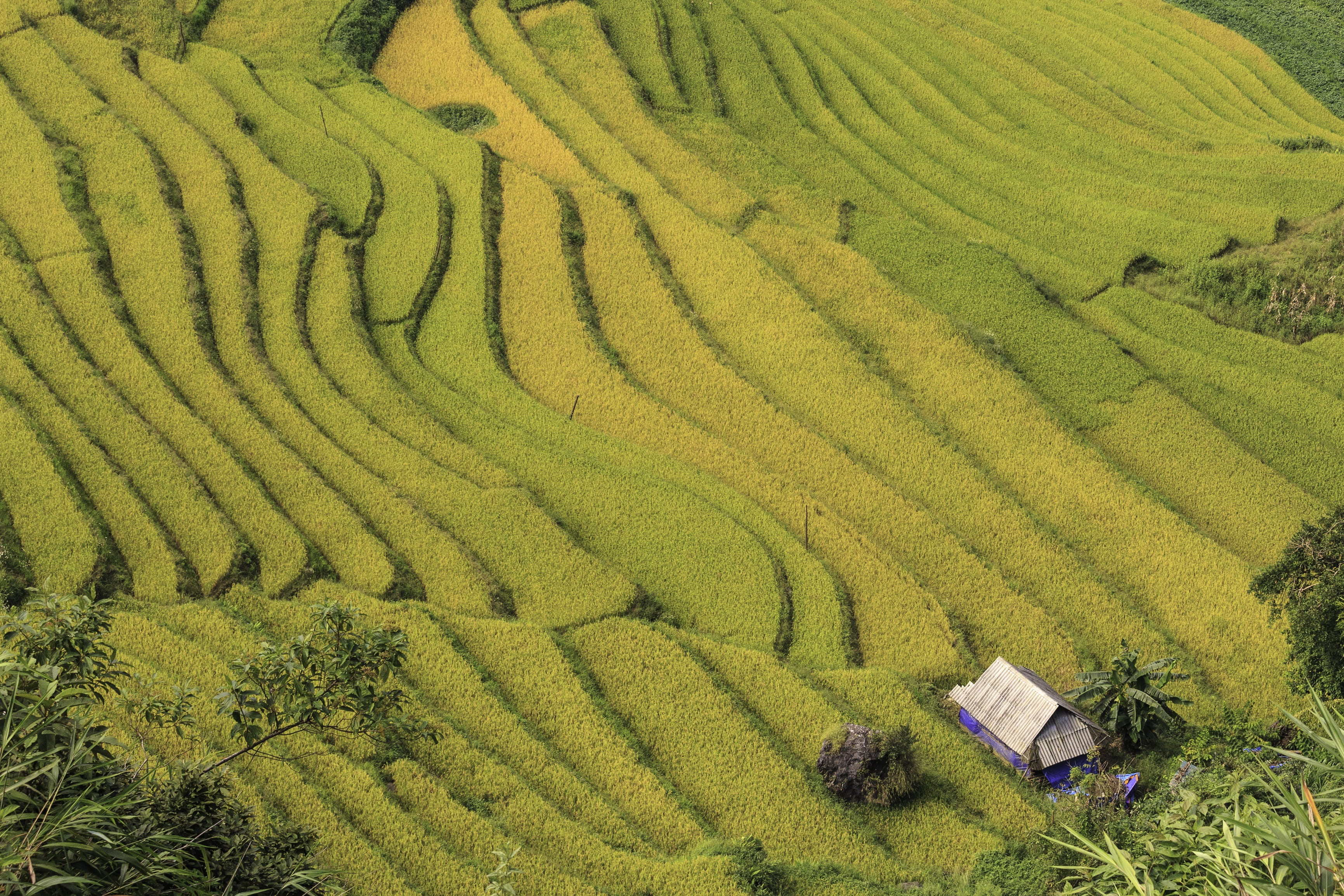 environment, winding, cooked rice, beauty in nature, gardening, crop, rural scene, rice paddy, vietnam, agriculture, rice - cereal plant, curve, grass, HD Wallpaper