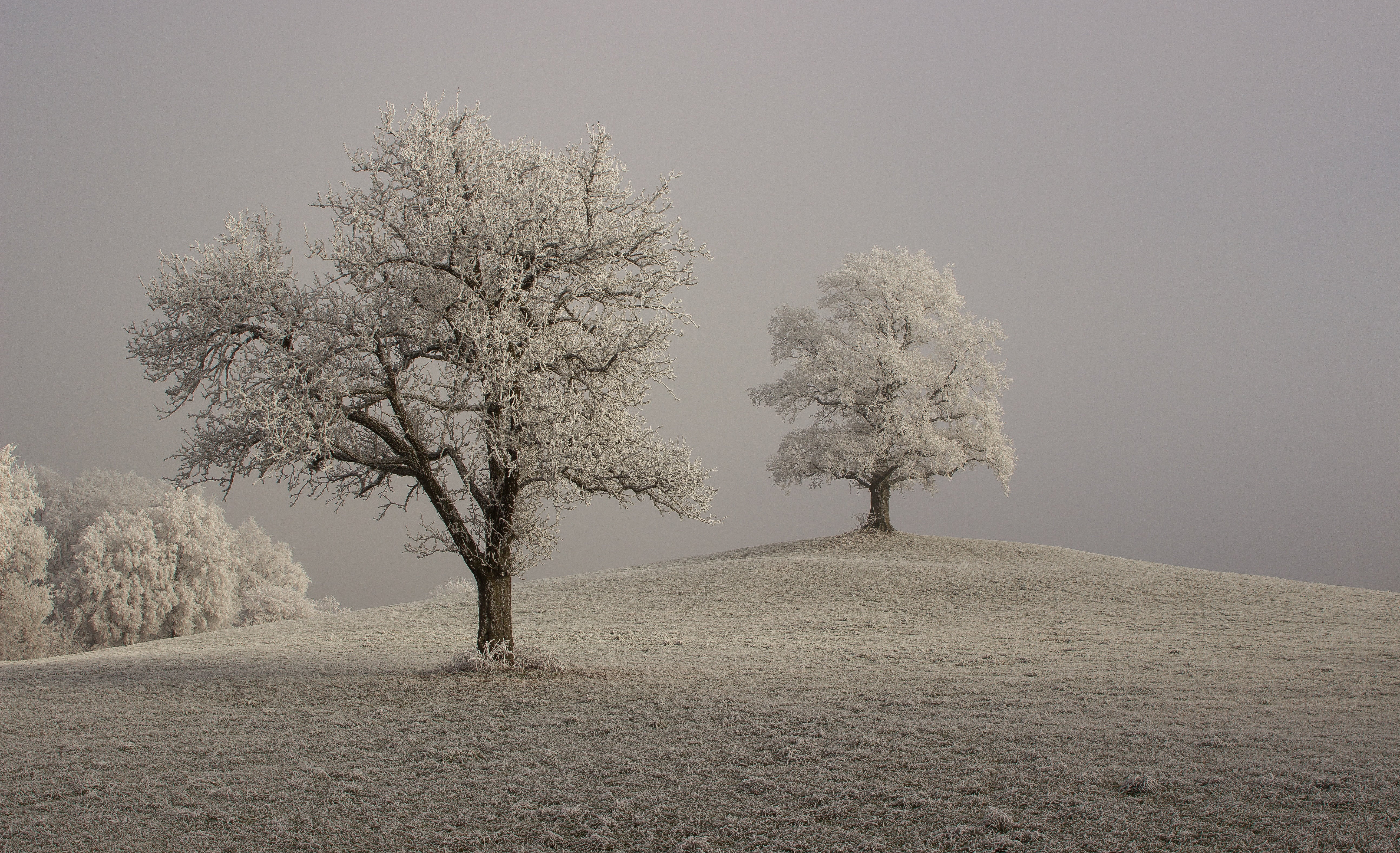 tranquil scene, non-urban scene, daytime, land, beauty in nature, scenics - nature, cold, growth, season, hoarfrost, sky, field, trist, snow, fog, cold temperature, HD Wallpaper