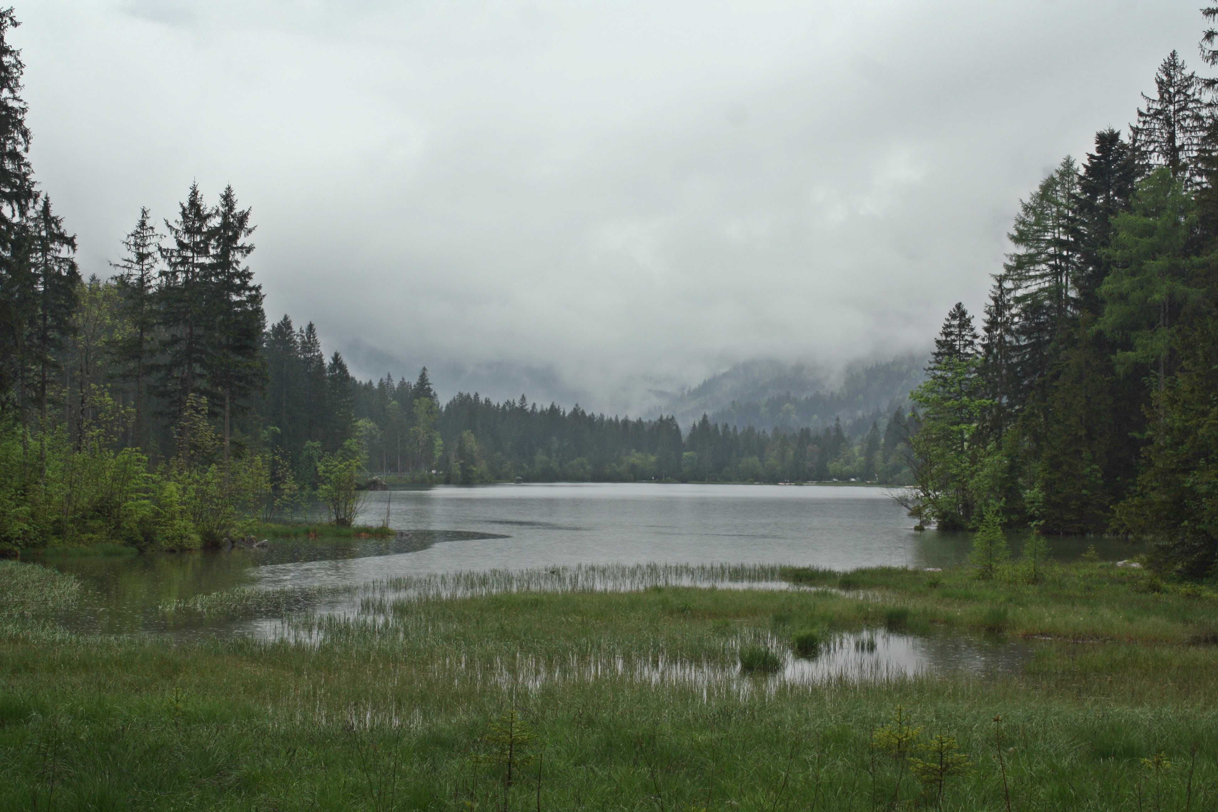 trueb, scenics - nature, edgar allan poe, fog, moss, swamp, gloomy, trees, plant, bad weather photography, growth, pine, loneliness, depressed, hp lovecraft, HD Wallpaper