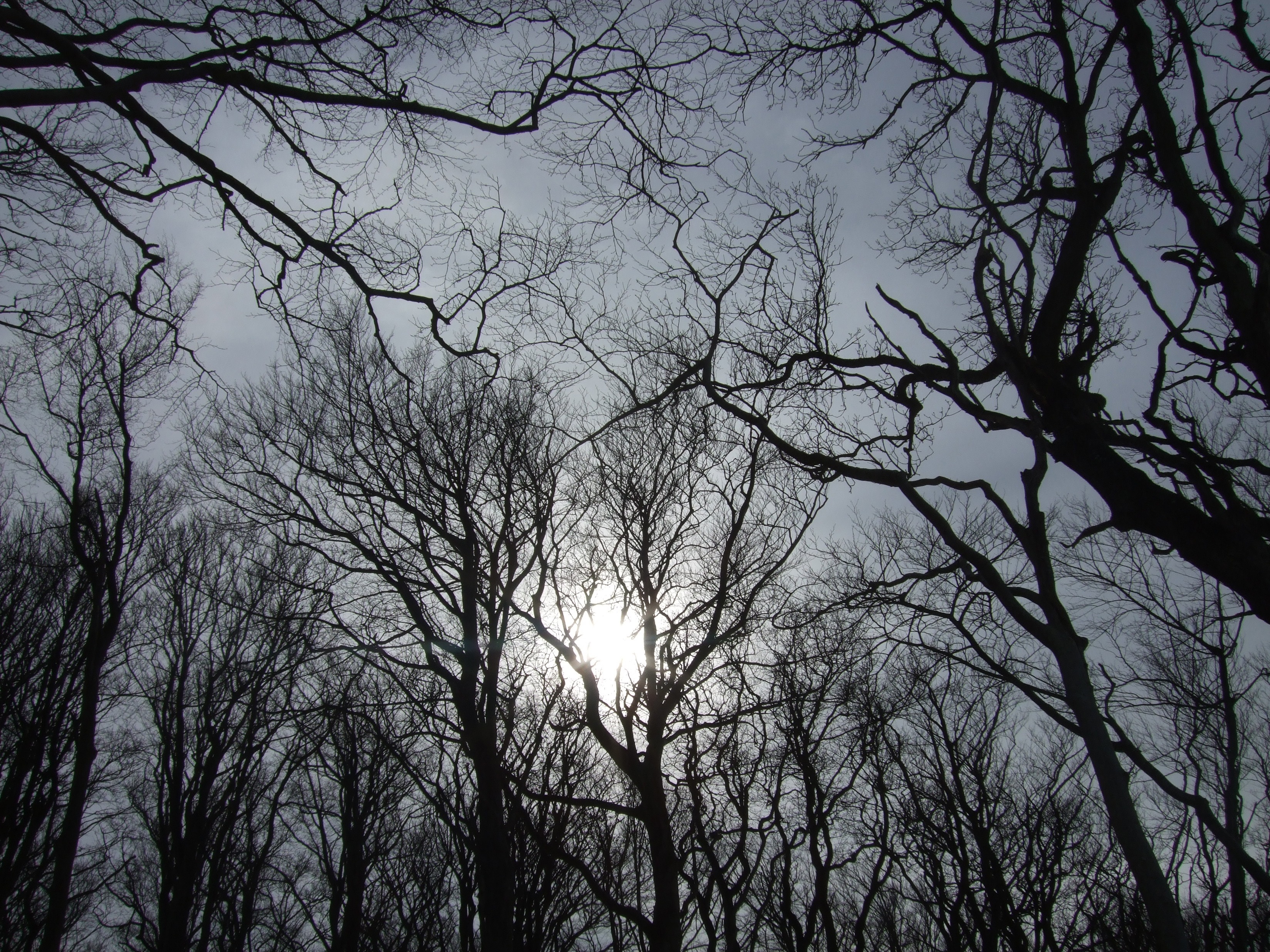 trees, growth, beauty in nature, trist, scary, leafless, backgrounds, gloomy, 2K, day, tranquil scene, low, dark, sky, nature, scenics - nature, sunlight, HD Wallpaper