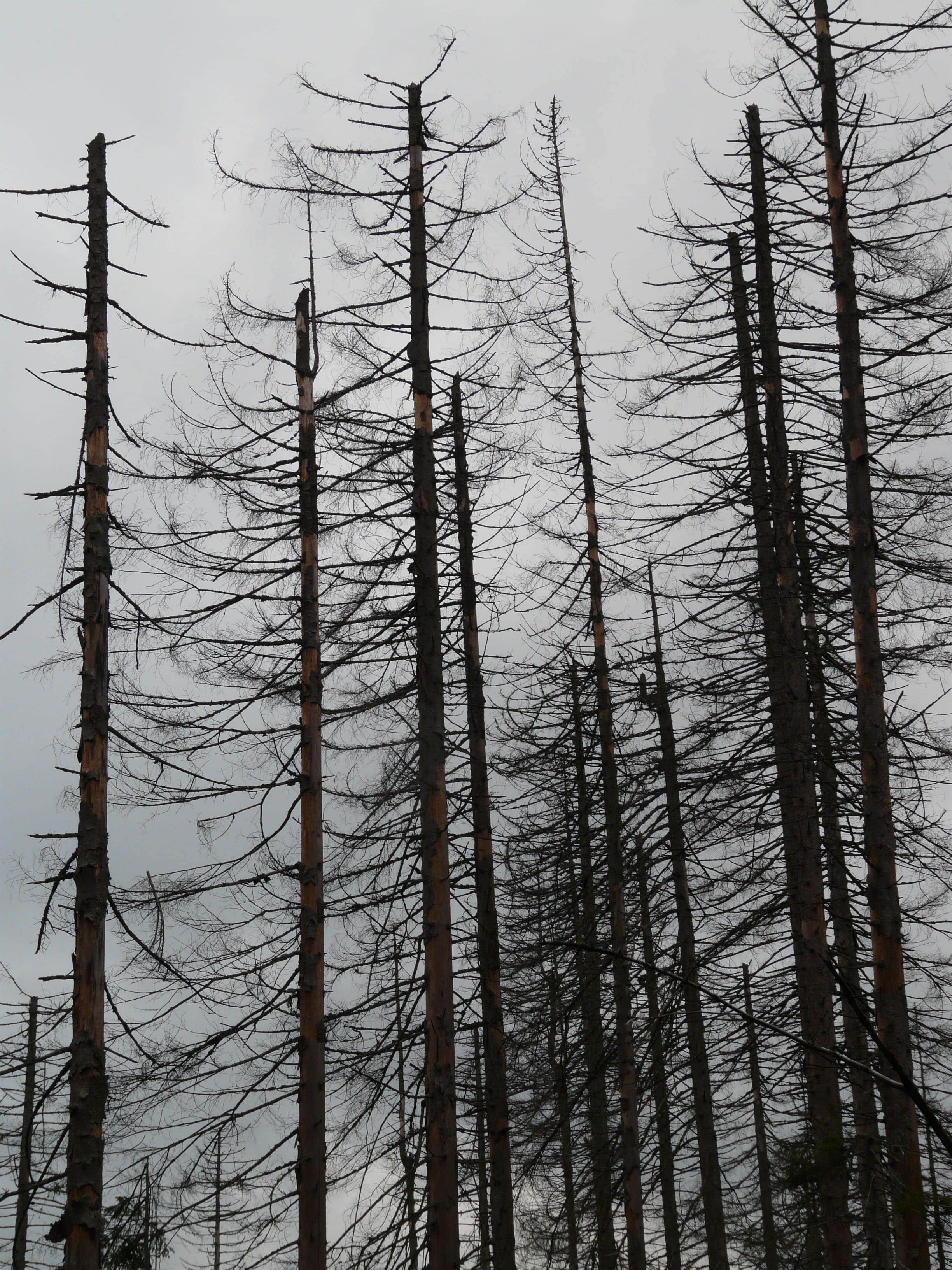 trunk, sky, day, tall - high, evergreen tree, bare tree, dead, silhouette, forest, beauty in nature, 2K, storm, clouds, Death, woodland, no People, bad weather, Phone HD Wallpaper