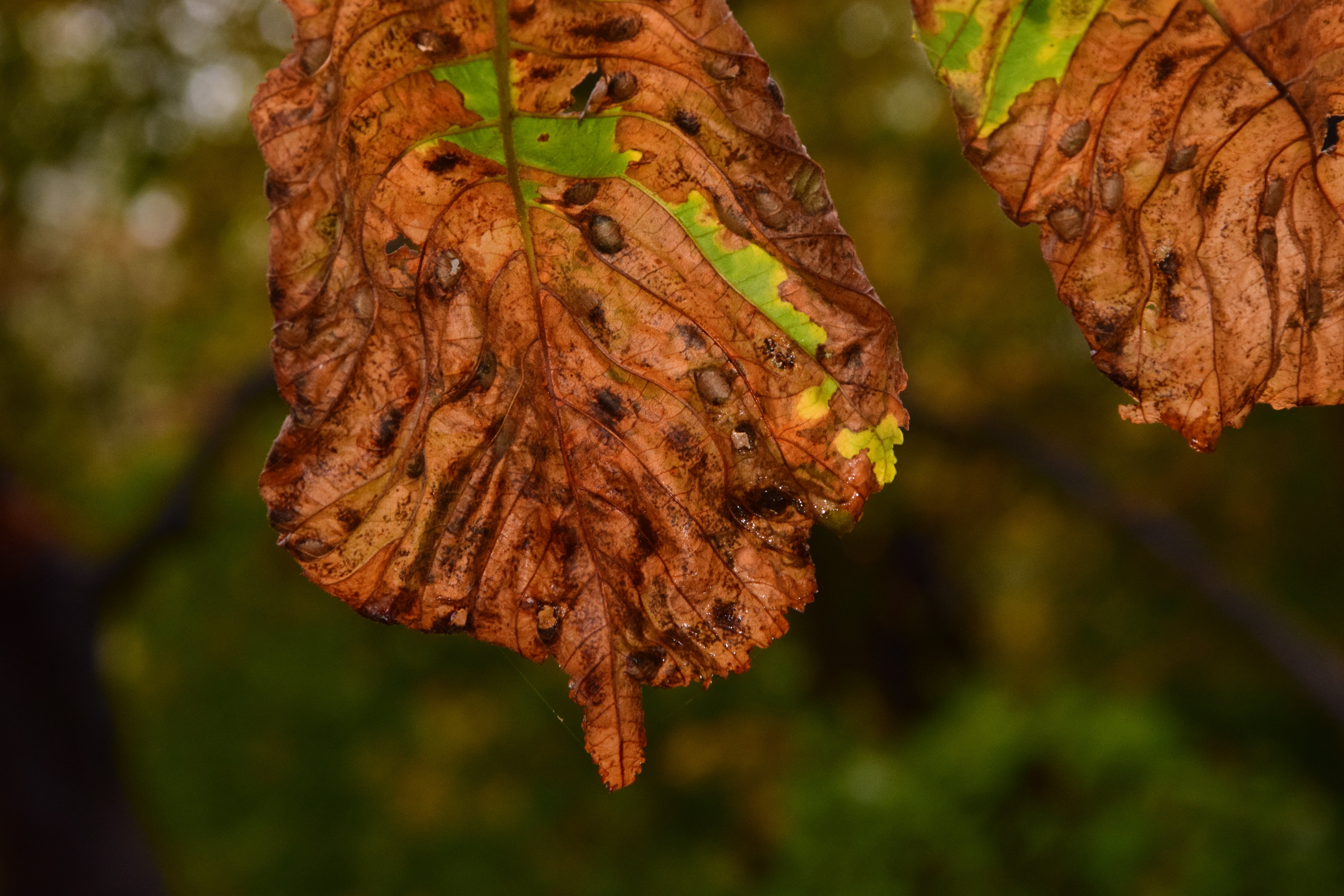 forest, wet leaves, no people, fragility, plant part, tree trunk, leaf, fall foliage, trunk, wet, tree, close-up, brown, season, beauty in nature, autumn, HD Wallpaper