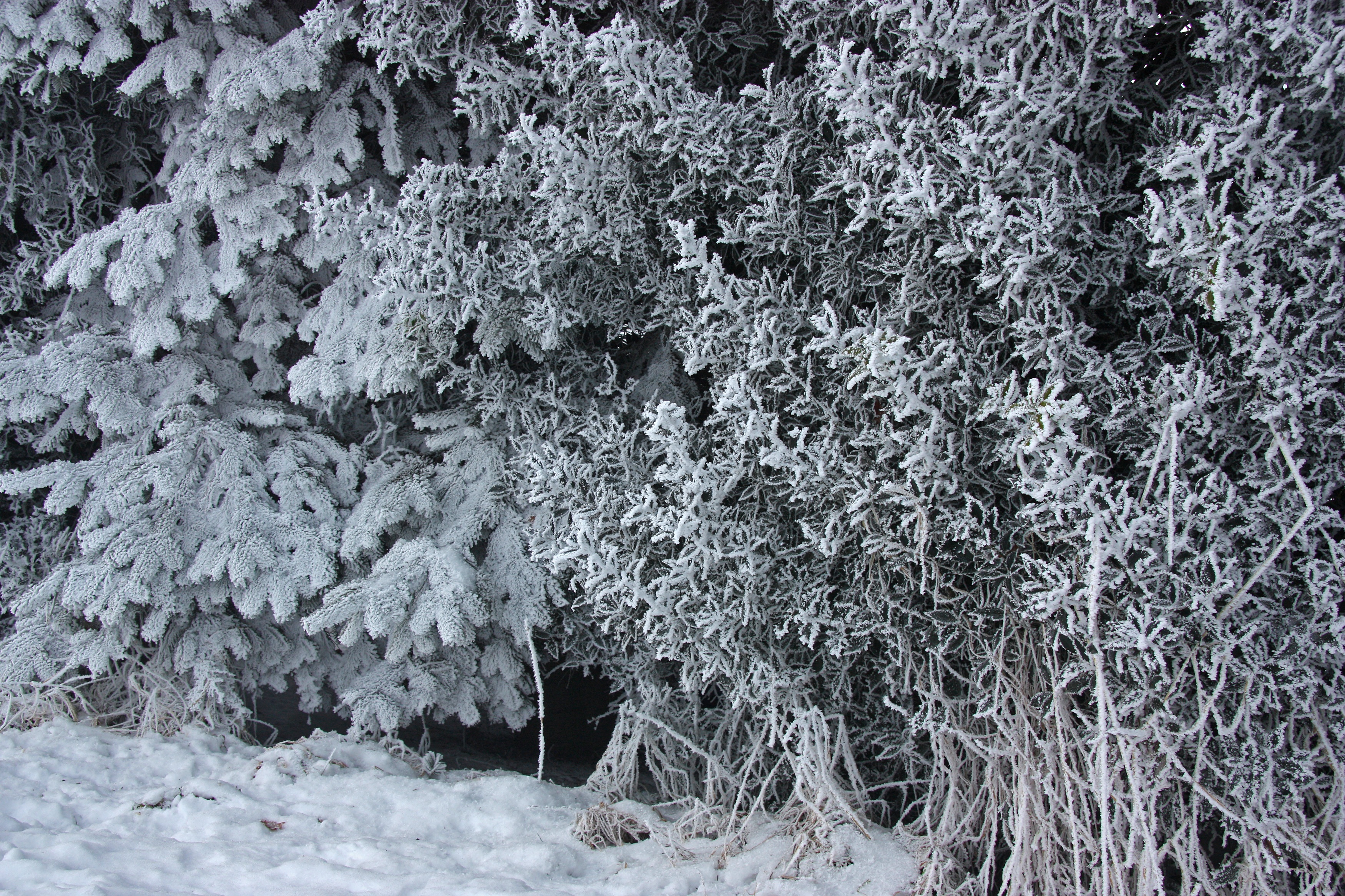 depressed, covering, white, trist, christmas, no people, cold, hedge, land, snowing, background, branch, holly, beauty in nature, day, coniferous forest, HD Wallpaper