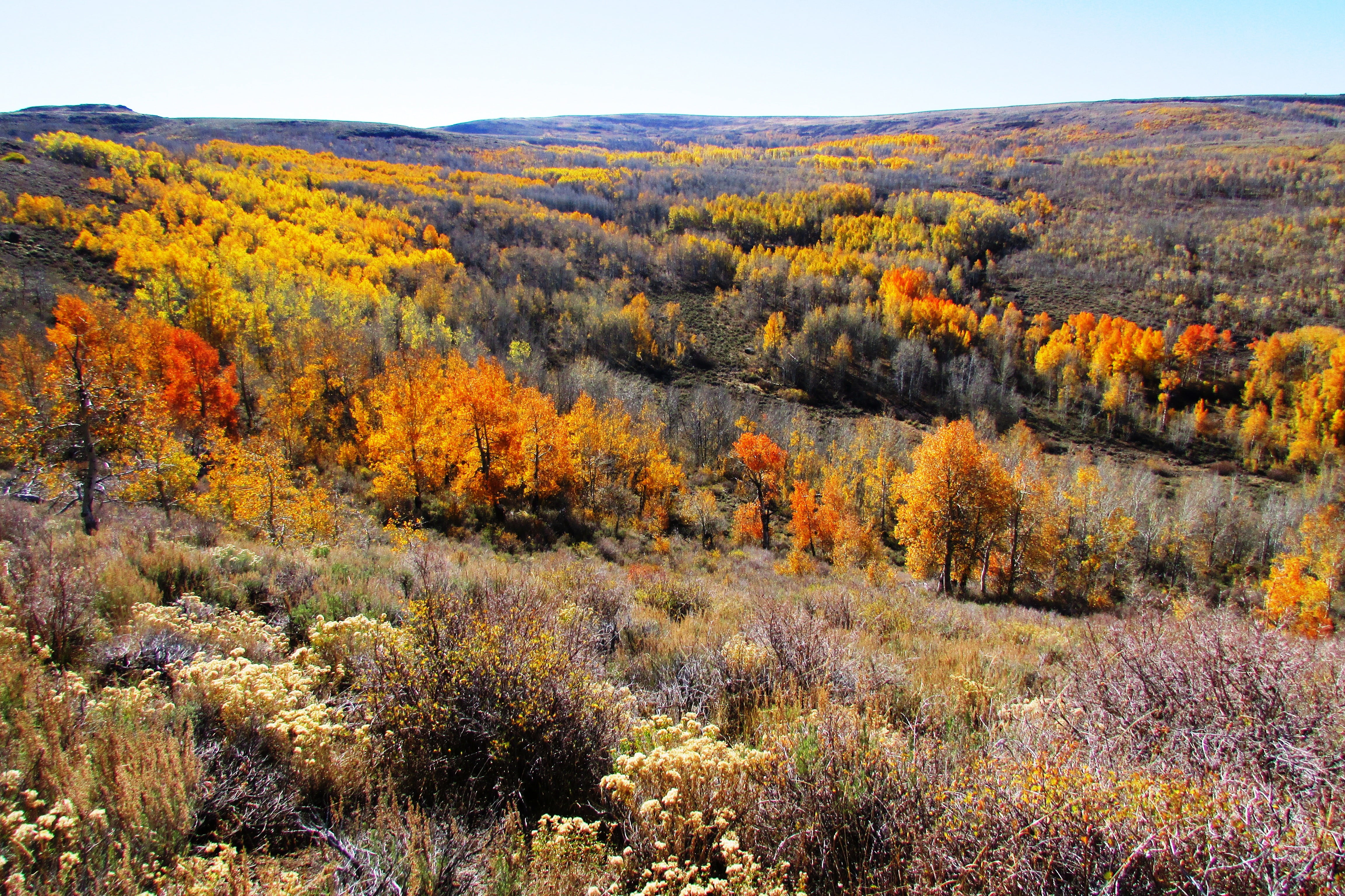 yellow, leaf, forest, Autumn, tree, photography, nature, trees, orange Color, fall  foliage, mountain, red, outdoors, gold Colored, recreation, 4K, steens, HD Wallpaper