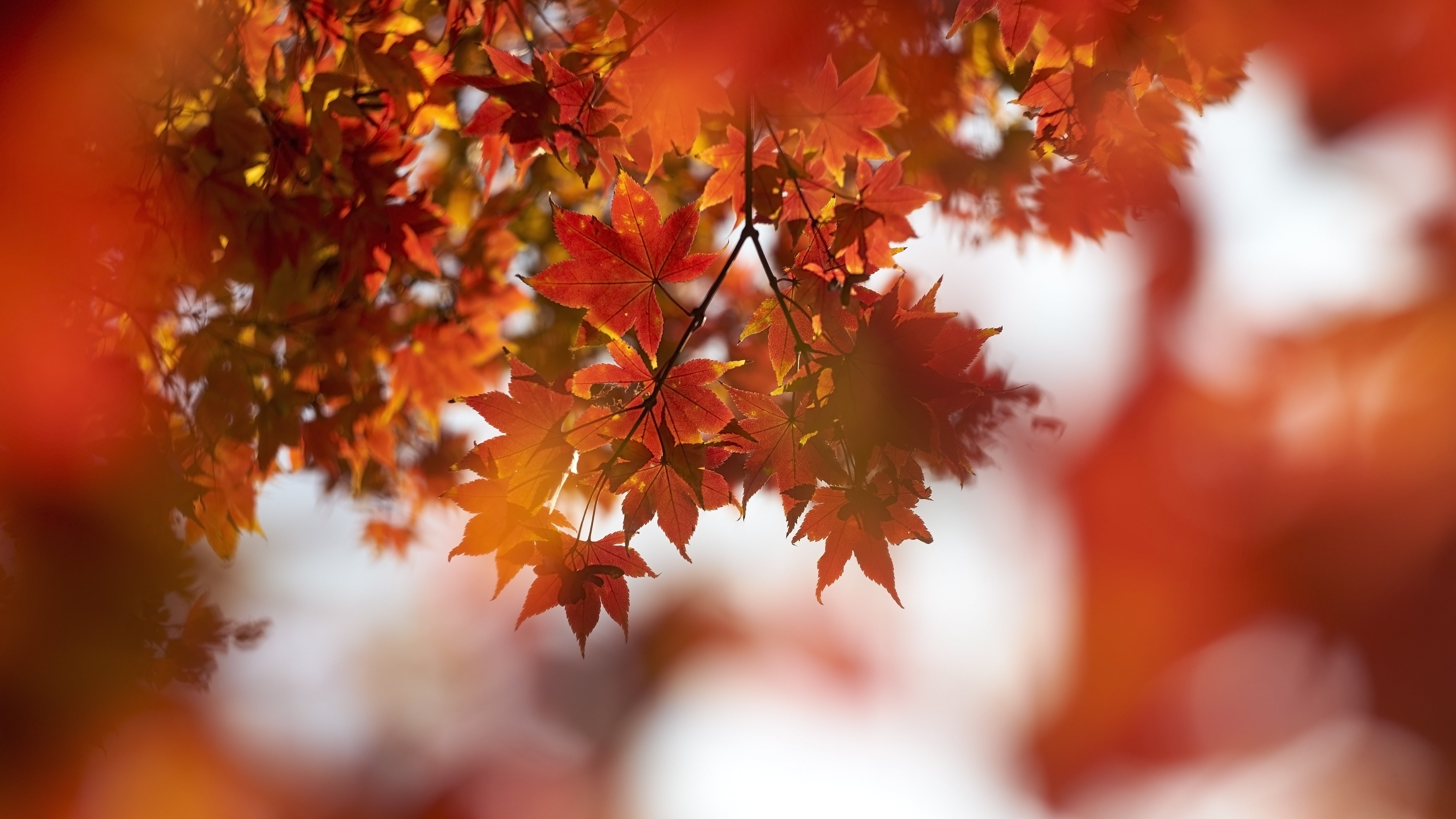 selective focus, outdoors, autumn, selective, photography, nature, red, focus, None, leaf, maple Tree, gold Colored, multi Colored, branch, season, yellow, HD Wallpaper