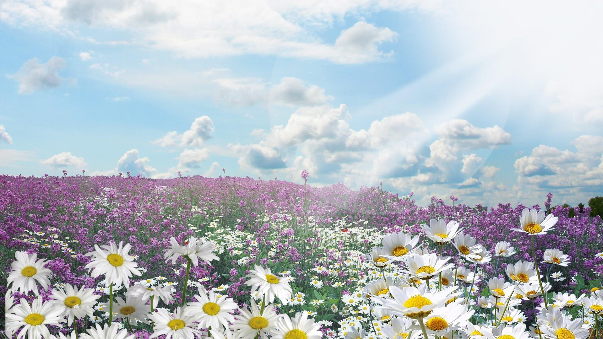 field, daisies, 3d and abstract, lavender, bright, 1080P, firefox persona, clouds, afternoon, sunshine, summer, HD Wallpaper