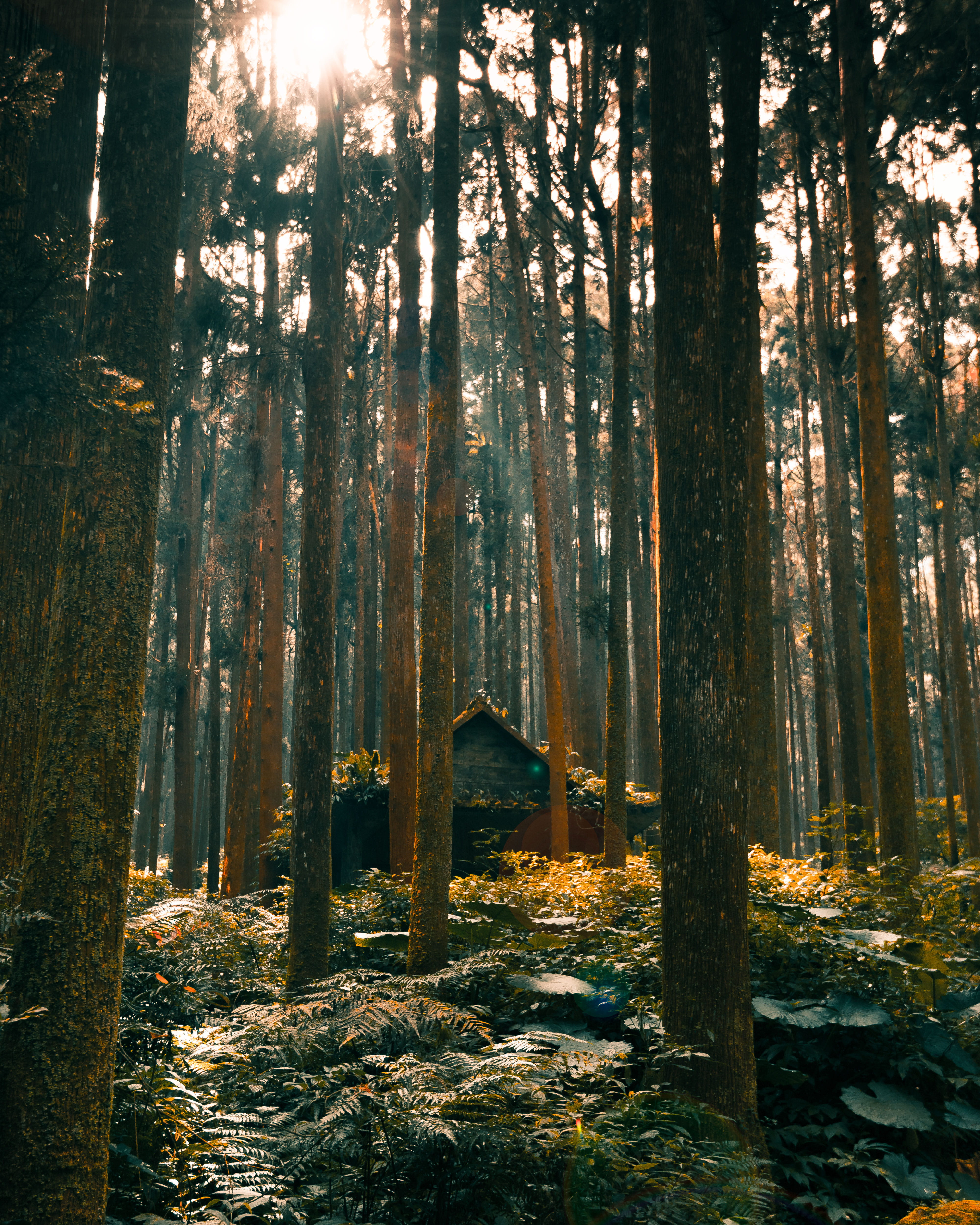 house, scenics - nature, tranquil scene, day, nature, beauty in nature, environment, godrays, sunlight, 4K, outdoors, woodland, cabin, trees, plant, taiwan, Phone HD Wallpaper