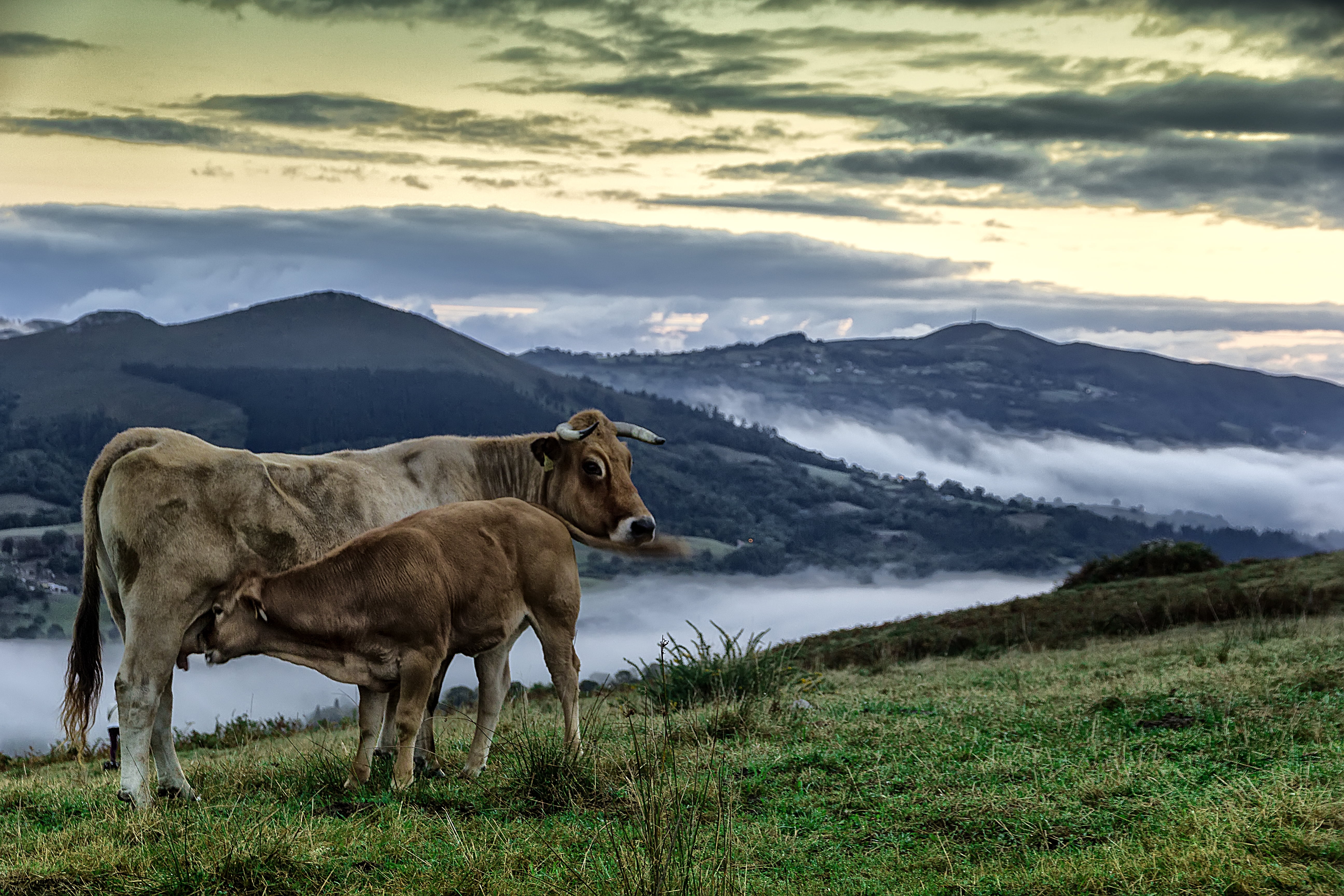 Alborada, calf, near, mammal, mountain, farm, animal, nature, pasture, meadow, rural Scene, cow, landscape, cattle, Prao, field, grass, Piloña, aman, Práu, HD Wallpaper