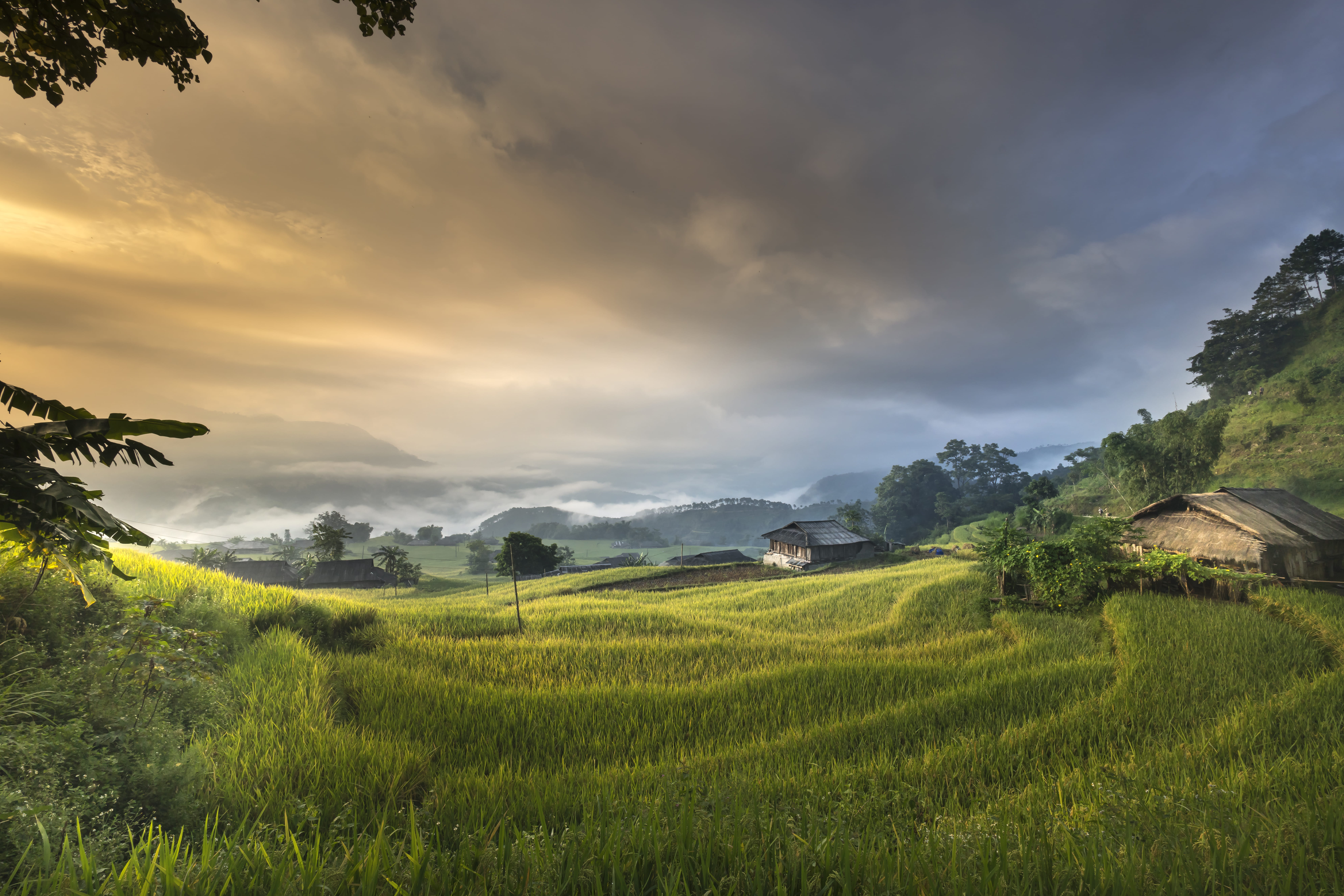 crops, nature, rural, green color, house, close-up, hut, tree, farm, surrounded, farming, sky, grass, country, environment, cropland, growth, rural scene, HD Wallpaper