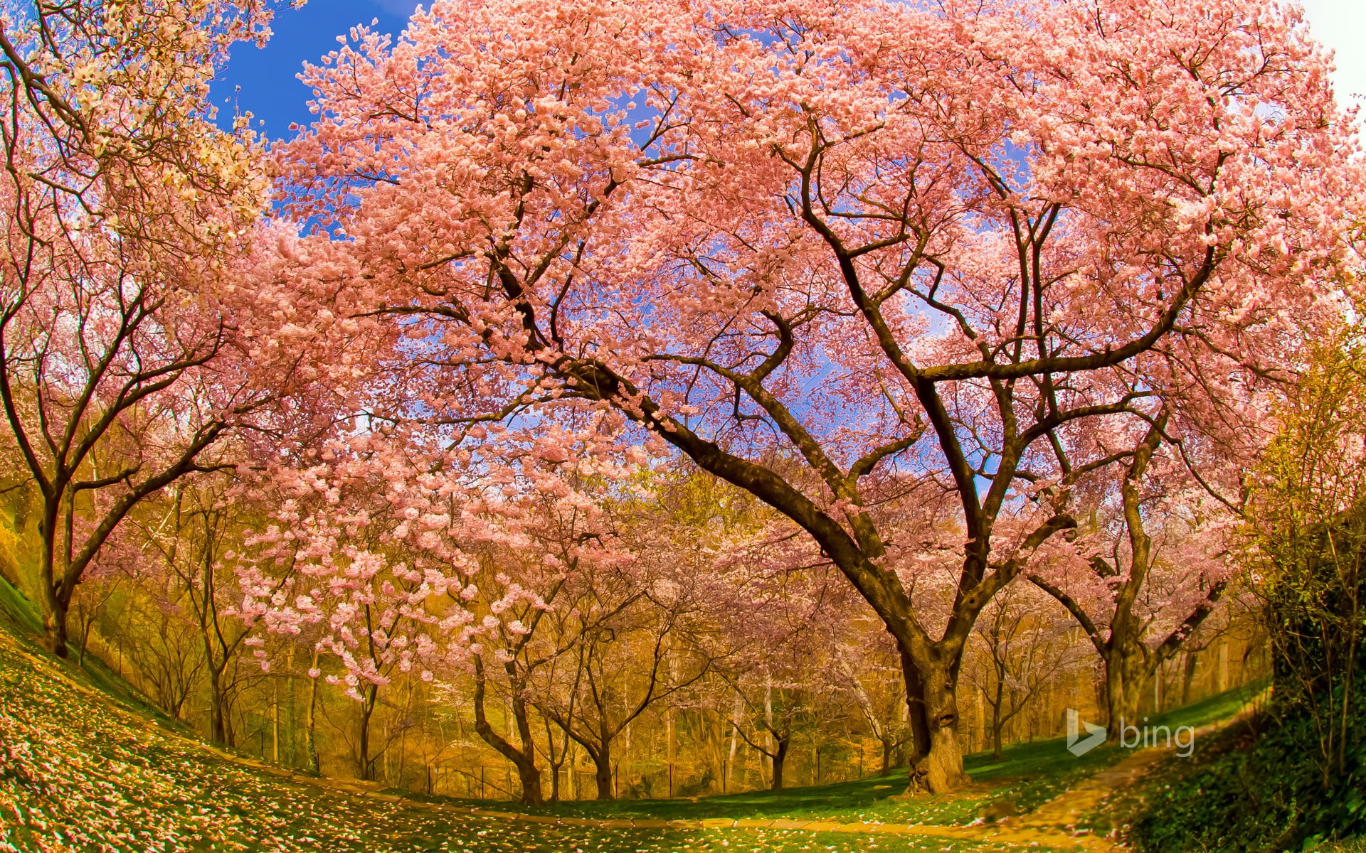 pink, D.C., leaf, Dumbarton Oaks, Washington, garden, USA, oaks, trees, 1080P, cherry, spring, flowering, dumbarton, HD Wallpaper