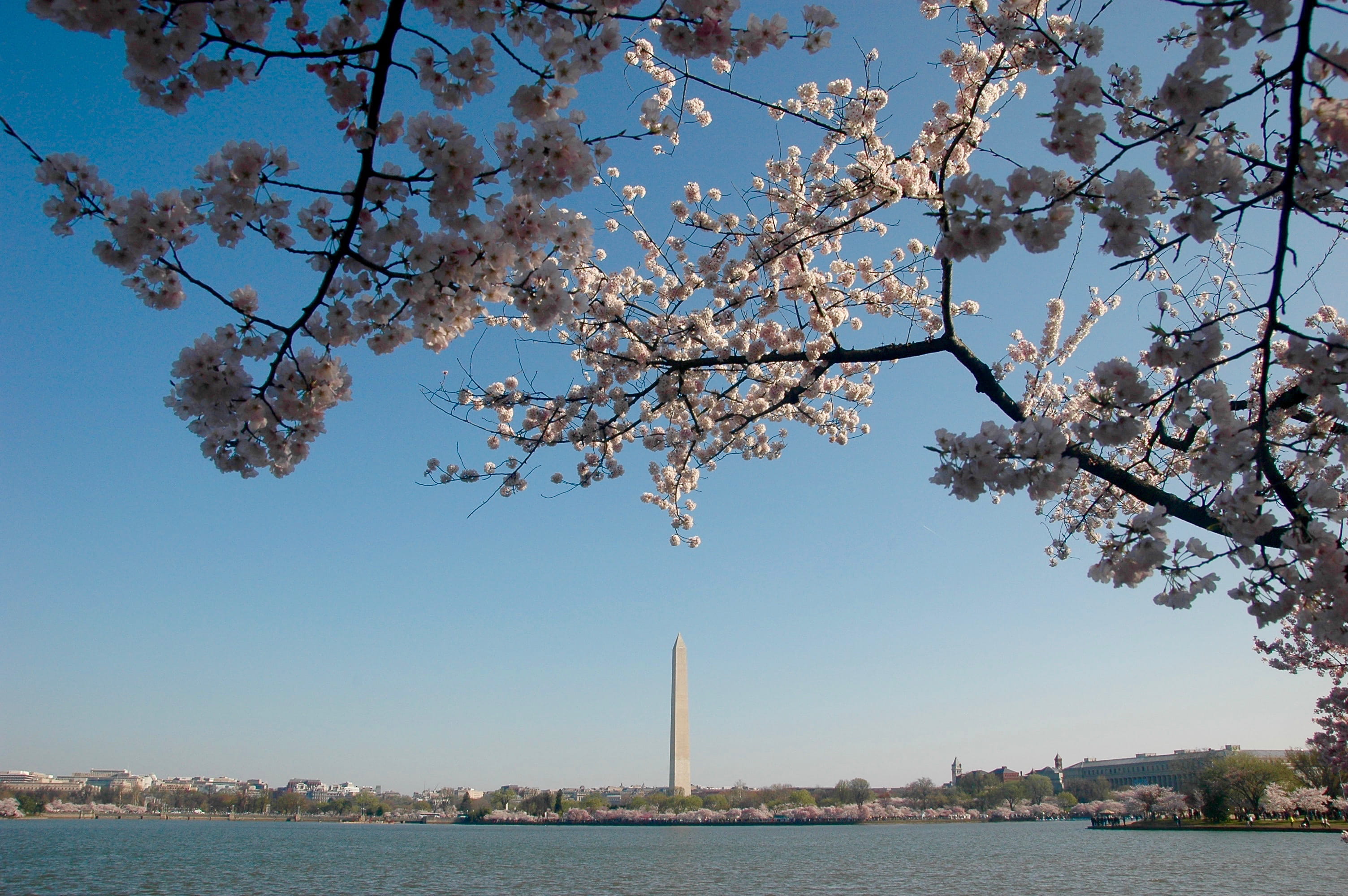 united states, architecture, building exterior, cherry tree, fragility, beauty in nature, plant, tree, flowering plant, growth, water, no people, d.c., HD Wallpaper
