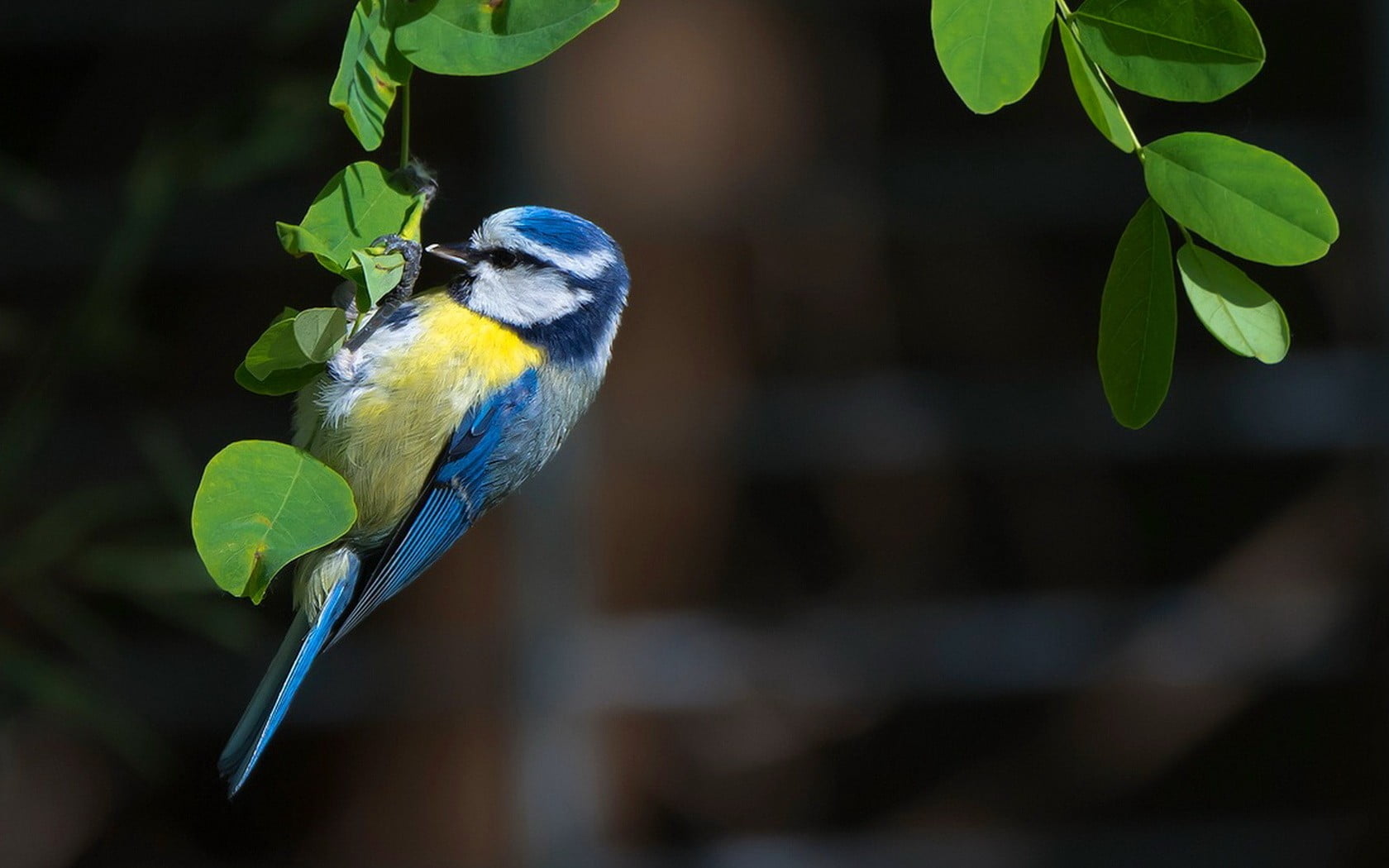green, vertebrate, 720P, bird, branch, outdoors, animals, blue, nature, animal wildlife, animal themes, close-up, day, one animal, leaves, leaf, cage, HD Wallpaper