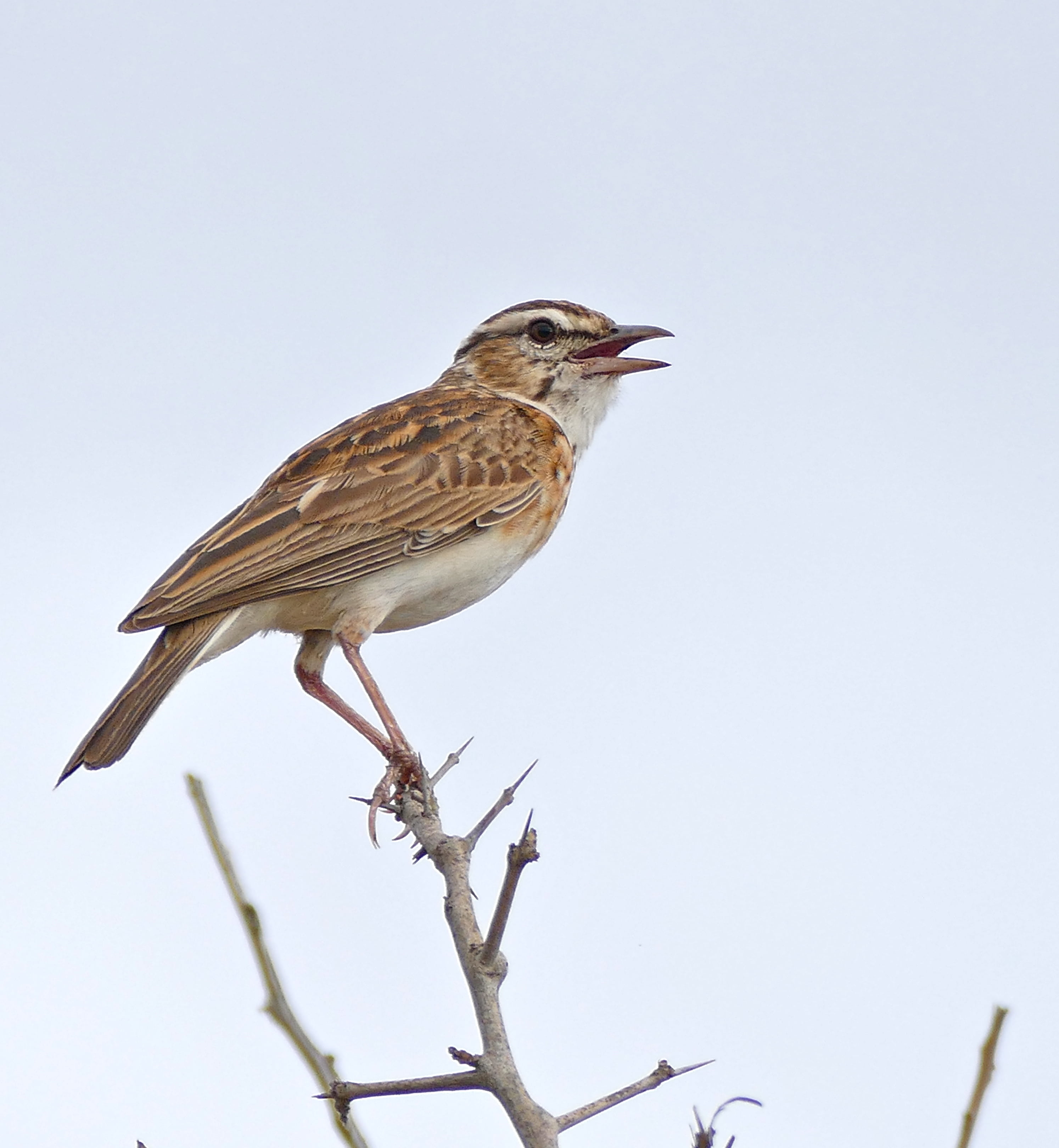 bird Watching, brown bird, Calendulauda, binomial, Sabota Lark, nature, Kruger, Satara, animal, daytime, brown, lark, branch, Taxonomy, perching, bird, Phone HD Wallpaper