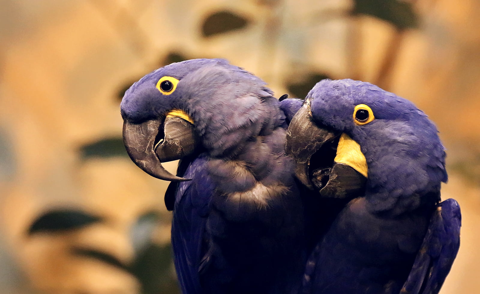 shift, 720P, Depth of field, Animal, Composition, Biodome, Canon, Nature, Rebel, macaw, purple, 700d, Hyacinth-macaw, Noisy, Loudest, photography, Bird, HD Wallpaper