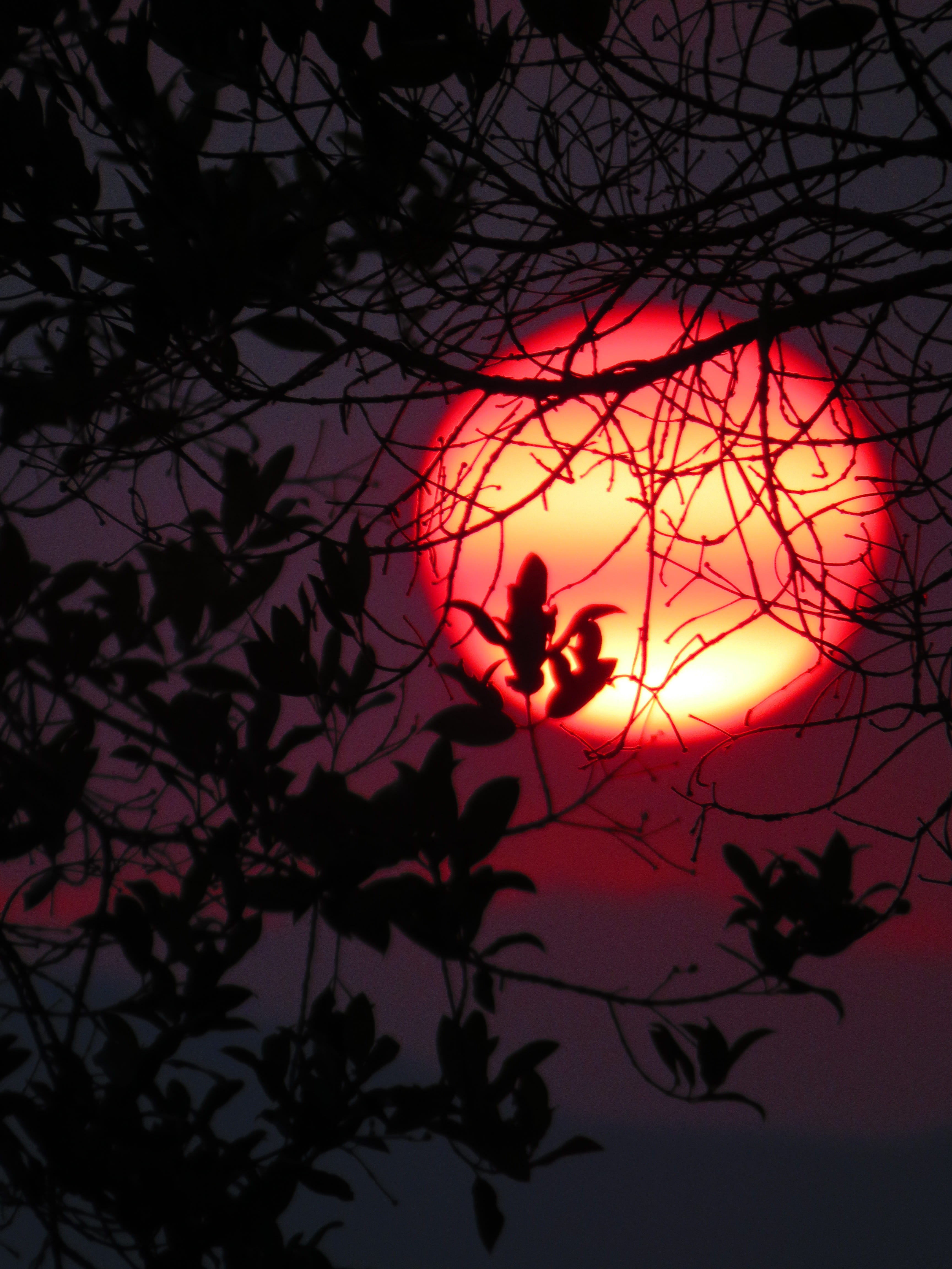 sunset, red, outdoors, natural landscape, animal, landscape, leaf, Trees, Tree, sky sun, plant, sunny, background, medellín, beauty in nature, Field, animal themes, Phone HD Wallpaper