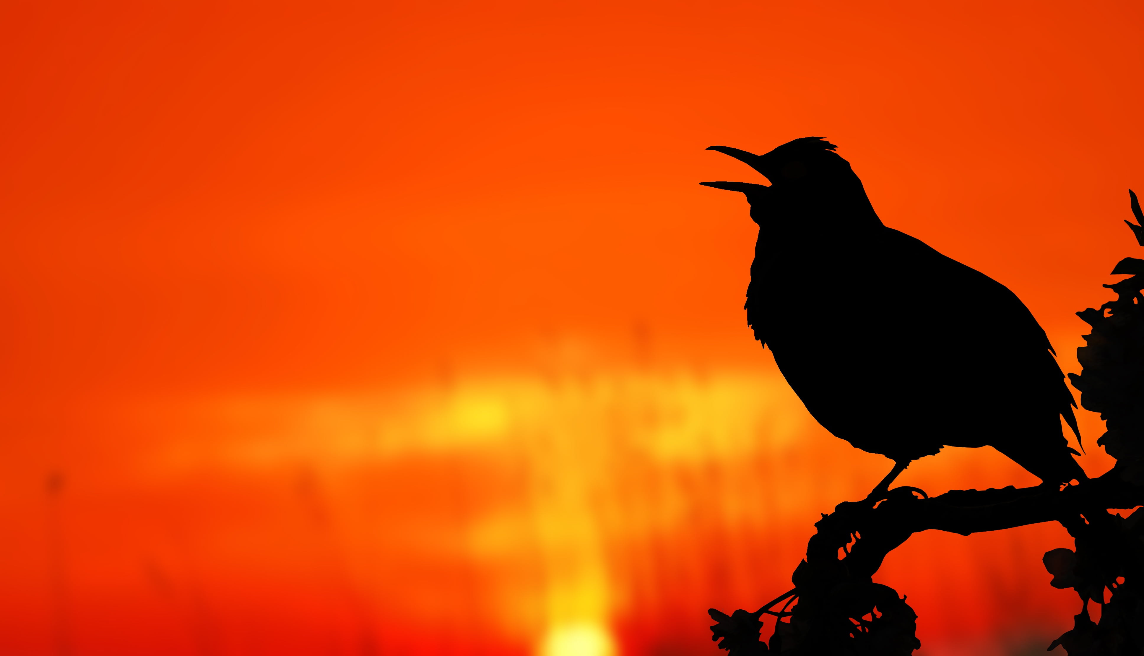 sun, morgenrot, side view, nature, no people, copy space, landscape, ring, twitter, sunrise, recording, animal wildlife, skies, according to, animal, outdoors, HD Wallpaper