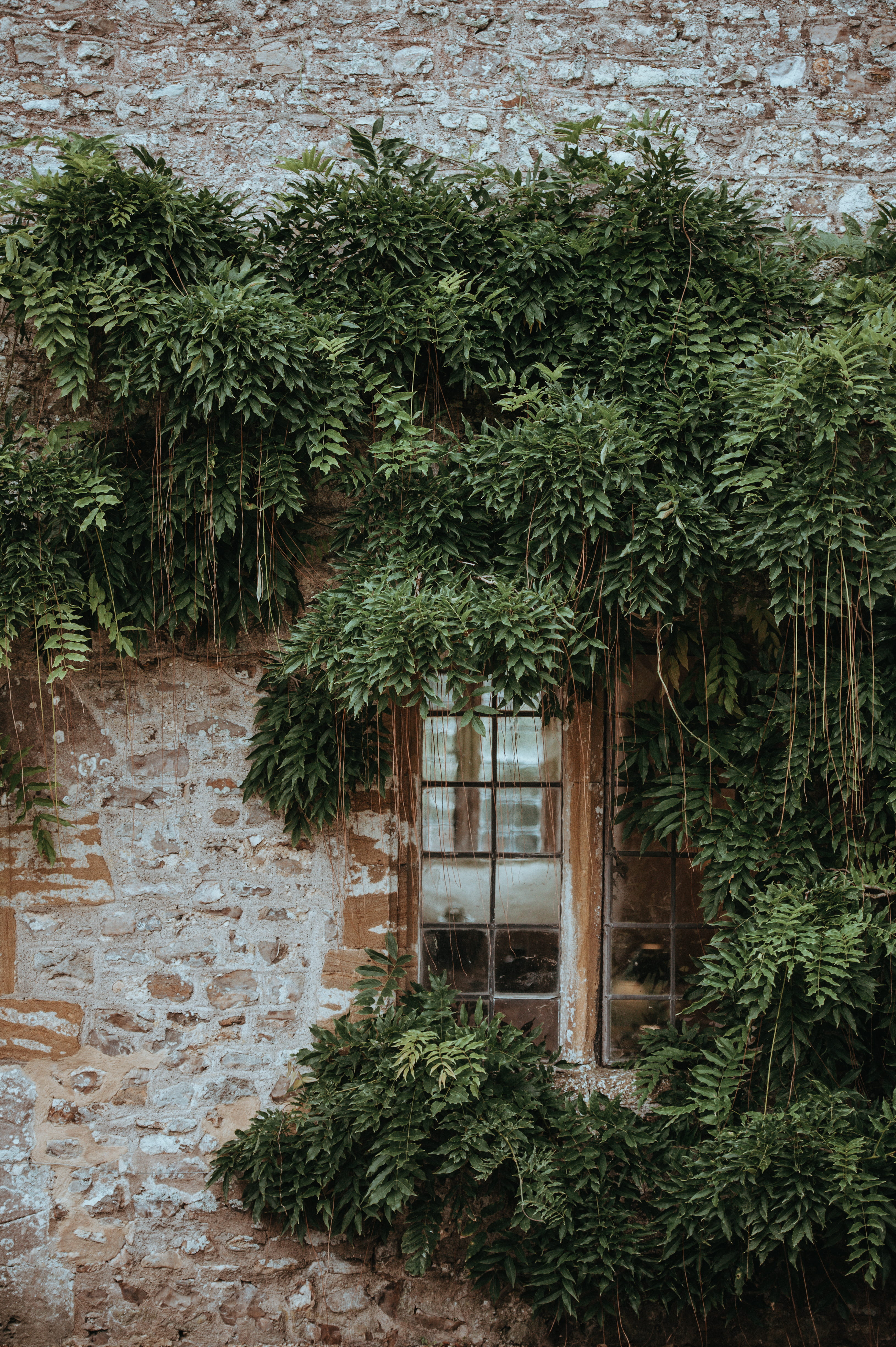 leaf, reflection, surrounded, green color, built structure, plants, wall, no people, green, coniferous tree, entrance, leaves, leafed, nature, folha, 4K, Phone HD Wallpaper