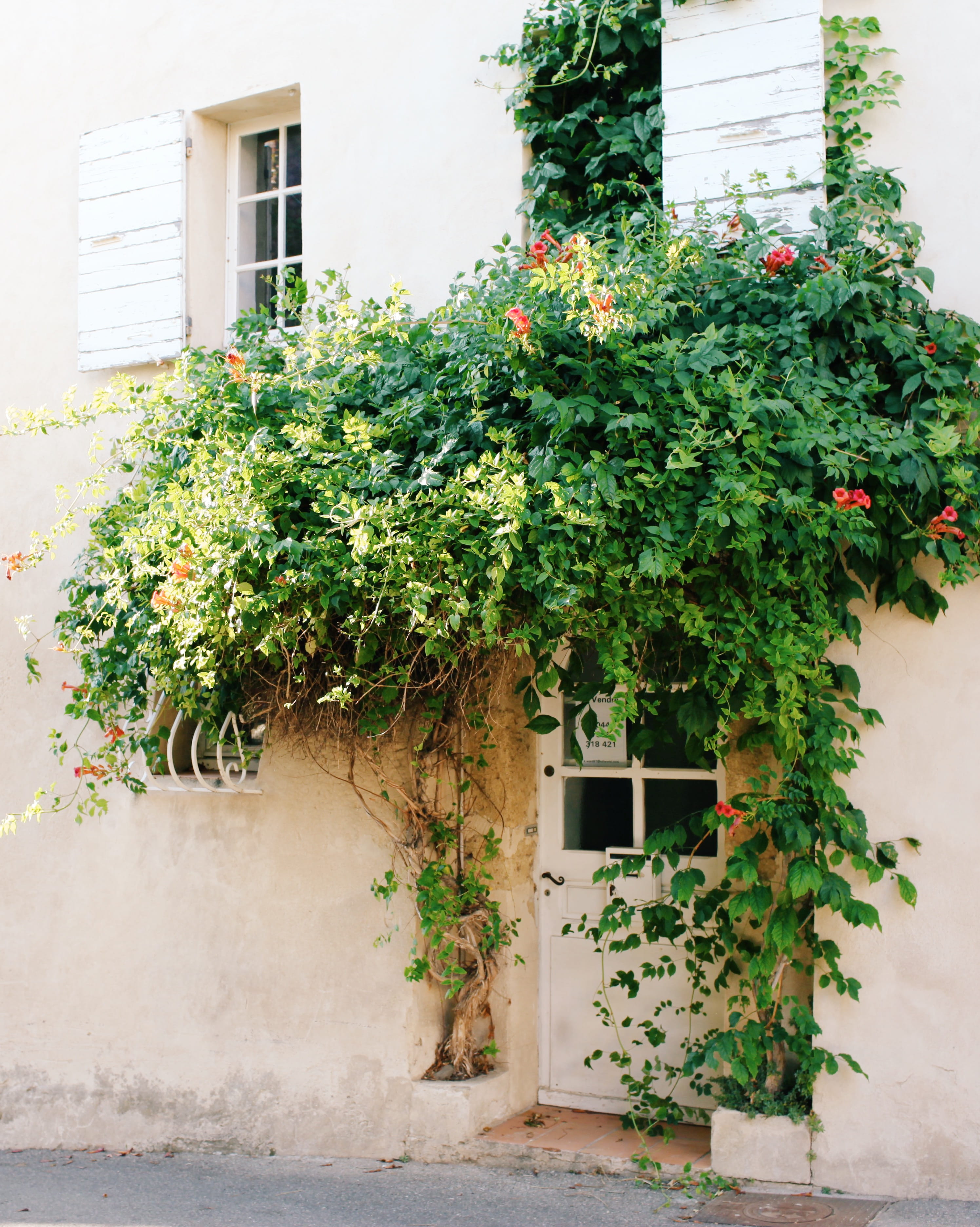 housing, no people, wall, brick, architecture, green color, transportation, vine, cottage, 2K, house, banister, window, blossom, plants, day, garden, home decor, Phone HD Wallpaper