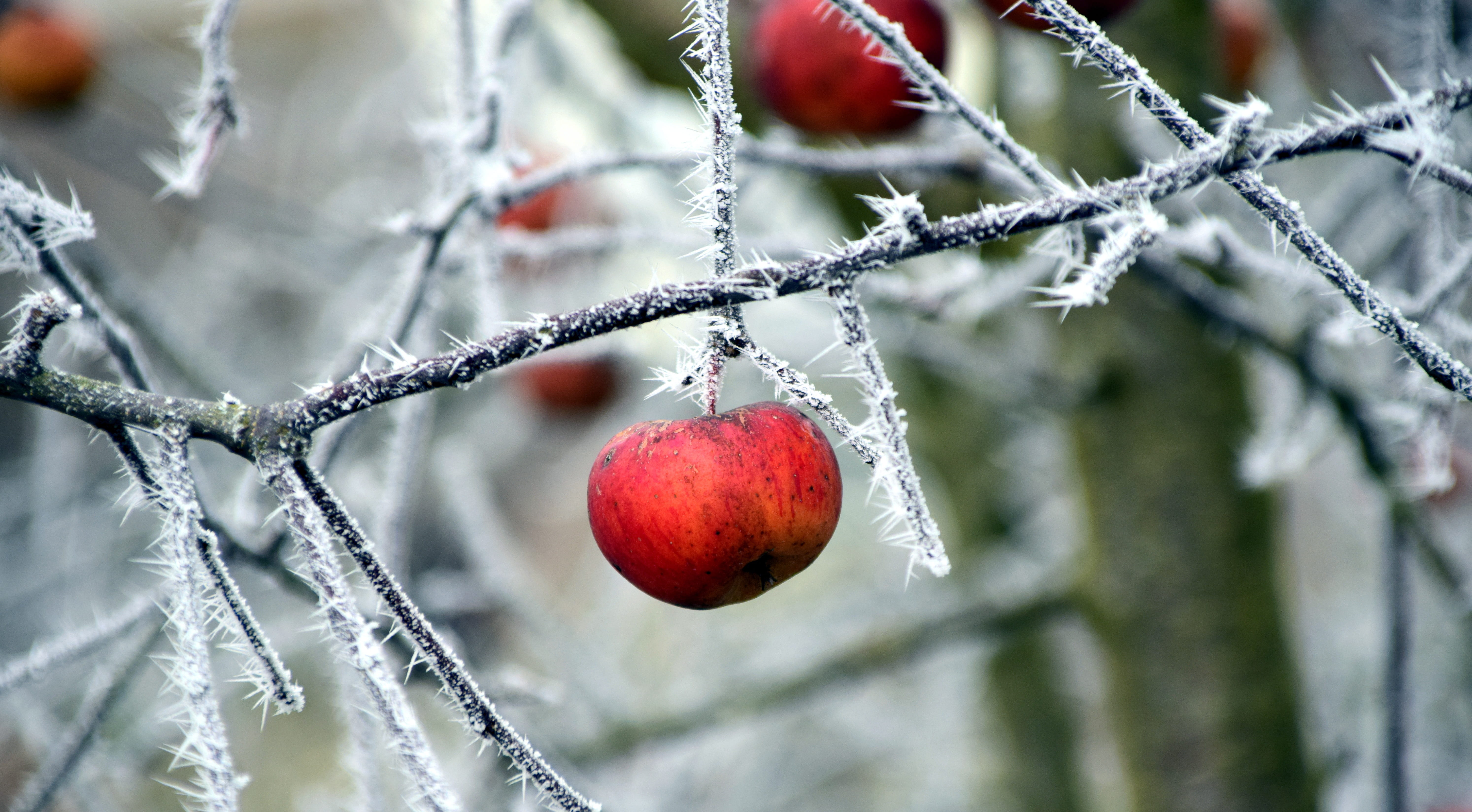 close-up, hoarfrost, healthy eating, ripe, cold, frozen, red, no people, aesthetic, Nature, beauty in nature, iced, winter, branch, fruit, winter time, HD Wallpaper