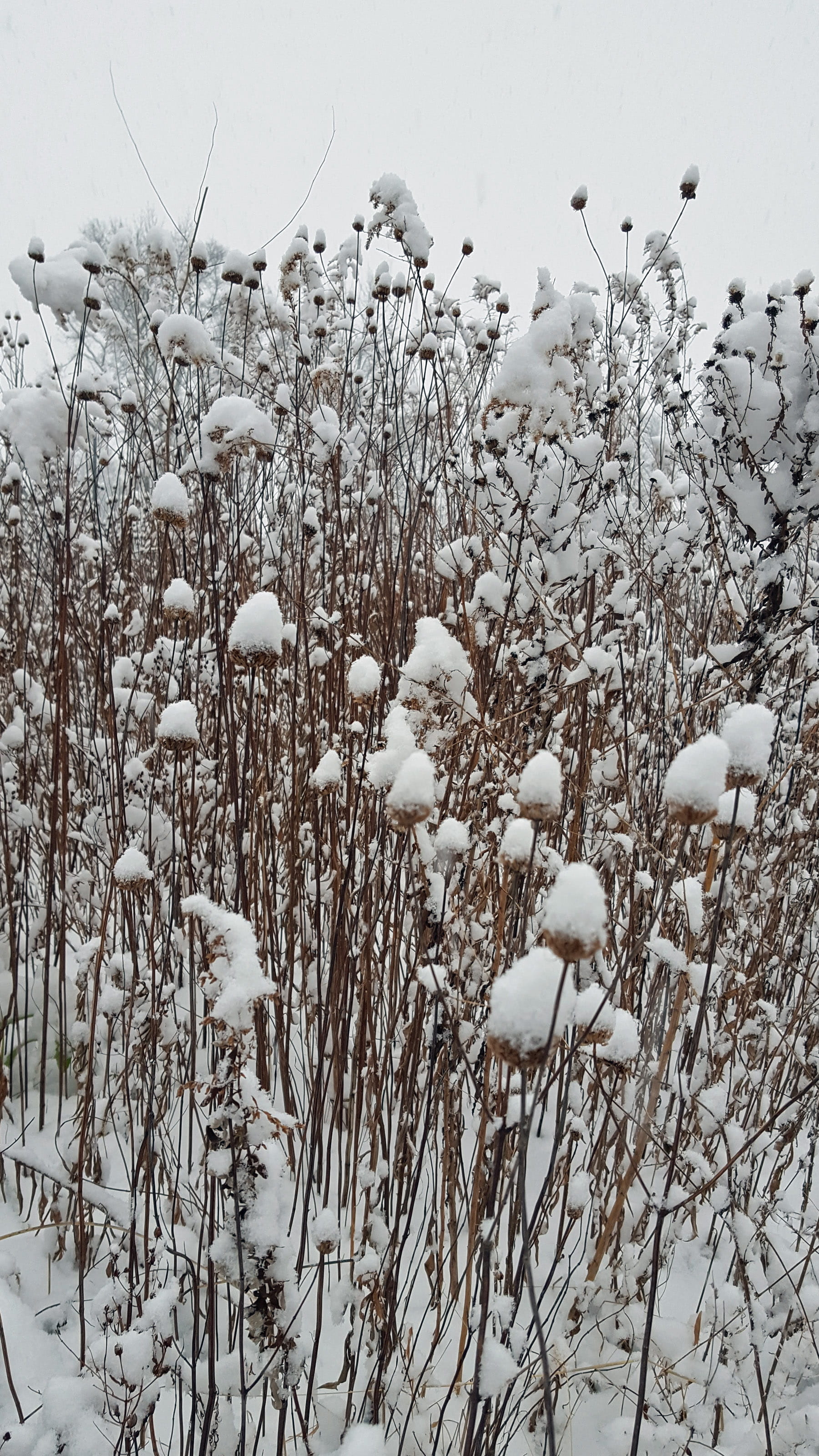 outdoors, cosmos plant, flower, cosmos, snow, tree, cold, winter, white color, growth, plant, day, frozen, tranquility, white, dried, field, covering, land, Phone HD Wallpaper