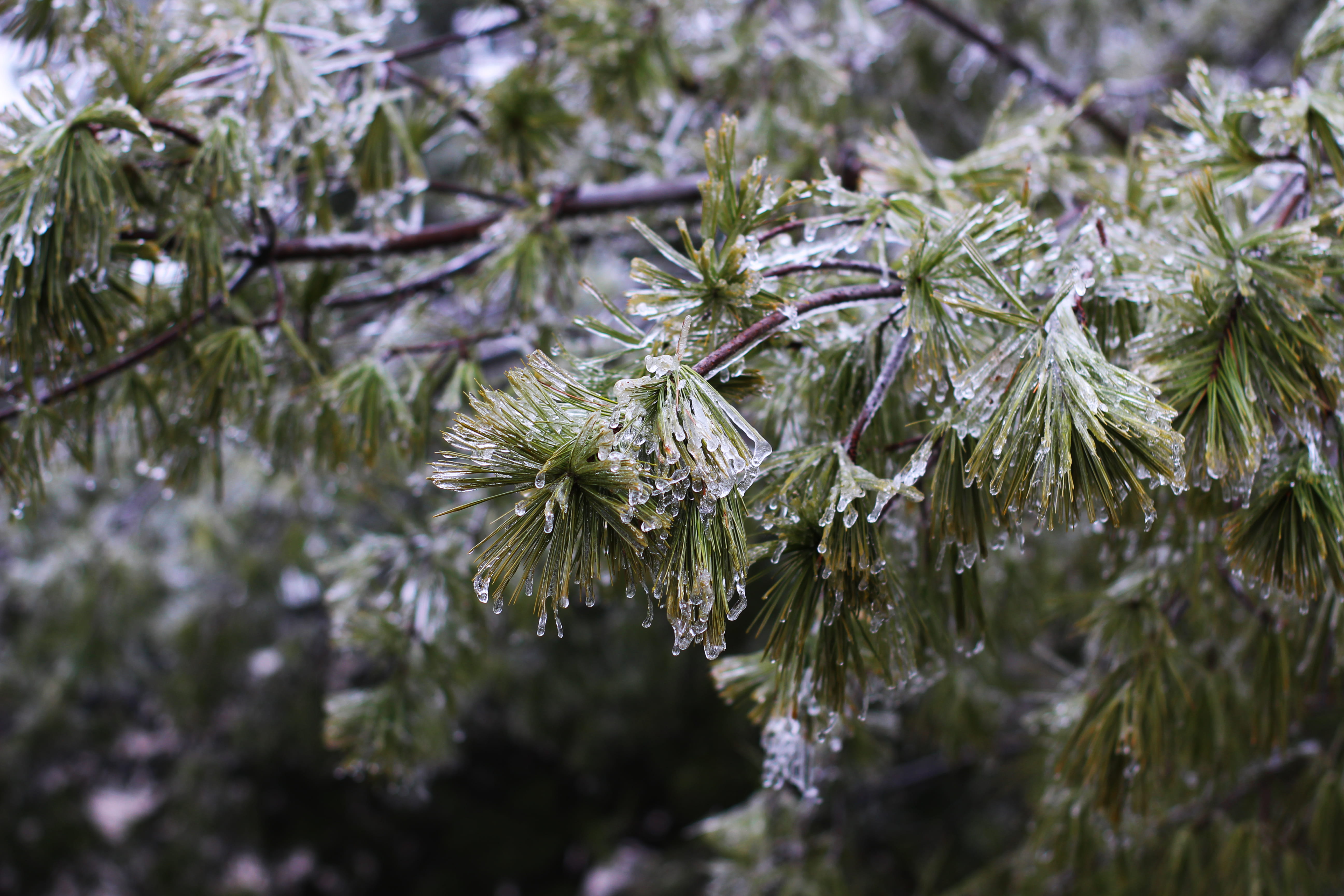 day, frozen, united states, branch, selective focus, beauty in nature, nature, snow, tree, green color, tranquility, growth, cold, st. louis, close-up, HD Wallpaper